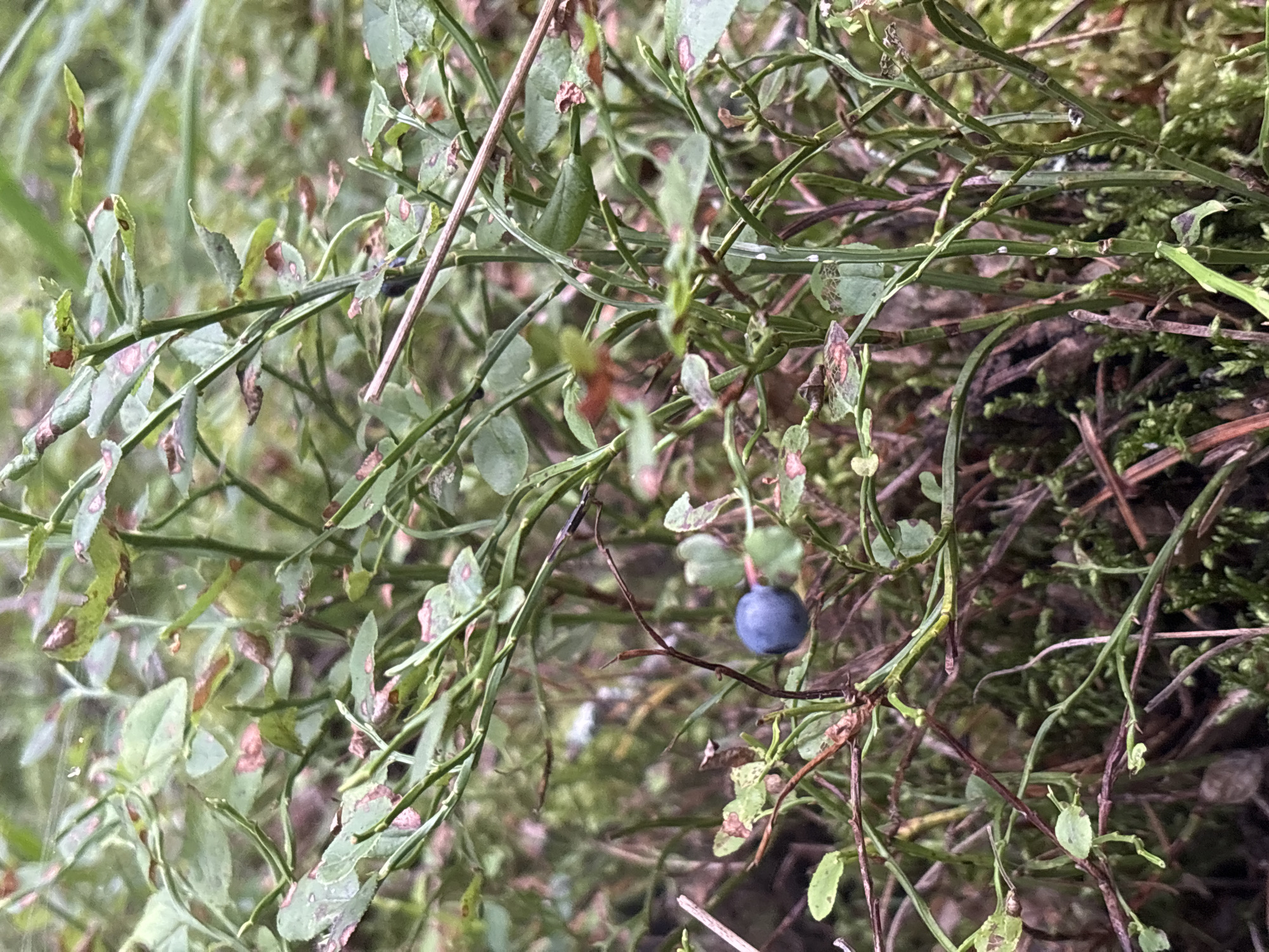 A single dark blue blueberry is visible on a branch of a blueberry bush. The bush is situated amidst other green foliage and brown moss. The environment appears to be natural, likely outdoors, in a setting such as a forest or wooded area. The location is specified as Anteplevo (Okhotinskoe S/P), Russia. There are no people or animals present in the image. The lighting suggests it is daytime, with diffused light indicating an overcast sky or shade.
