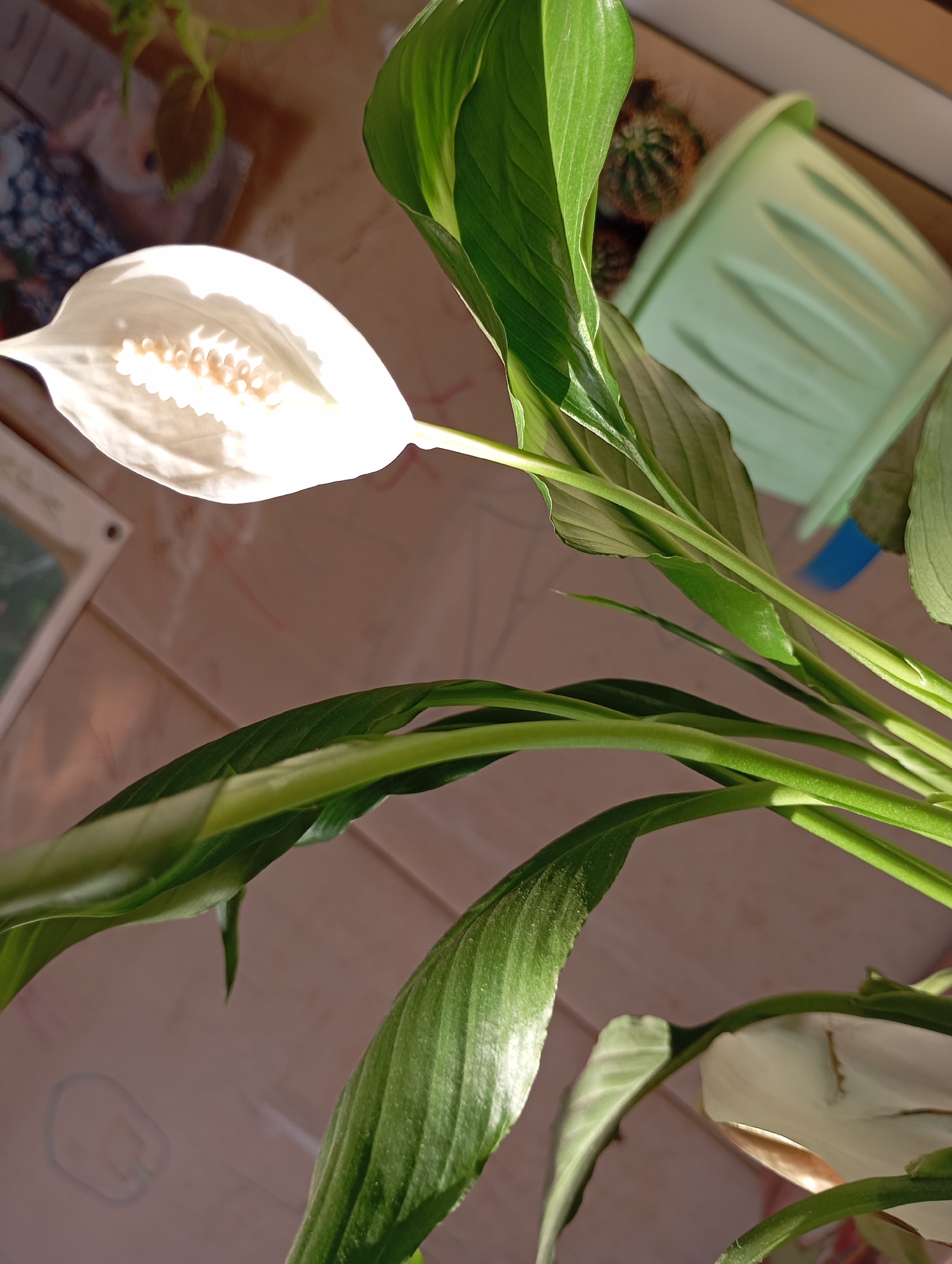 A close-up shot of a peace lily plant in full bloom, with a single white flower prominently displayed. The plant is positioned indoors, with indirect sunlight illuminating the scene. A cactus in a green pot is visible in the background, adding to the indoor plant collection. The scene appears to be set on a table or surface.