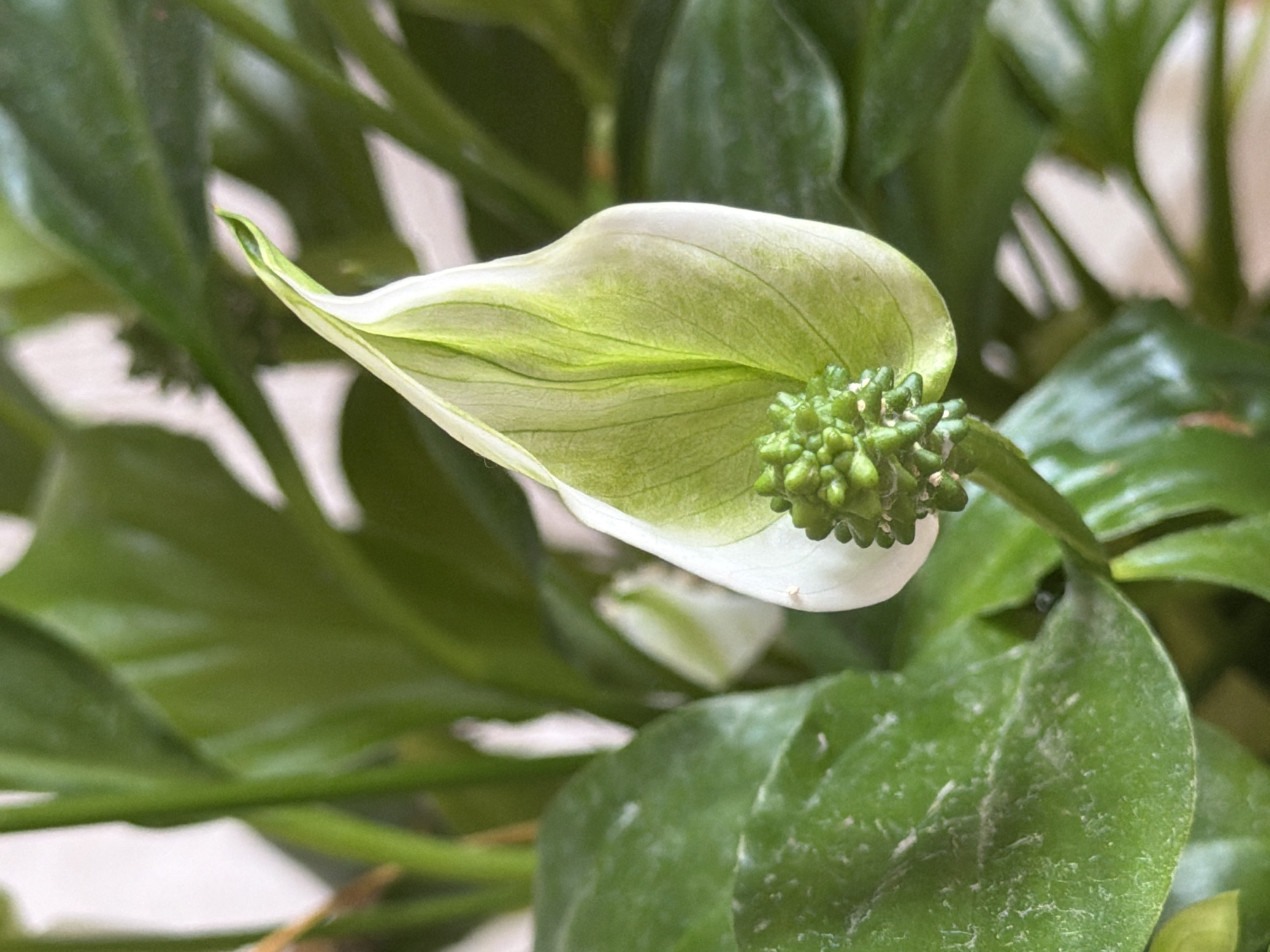 The image is a close-up, vertical, eye-level shot of a white and green peace lily flower. The flower's spathe is mostly white with green veins and curves upward and to the right. At the base of the spathe, a green spadix, composed of small, tightly clustered buds, is visible. The background is filled with out-of-focus, deep green leaves and stems of the same plant. There are no people or other objects in the image. The lighting appears to be natural, coming from the upper left, casting subtle shadows and highlighting the textures of the plant. The image does not contain any information about its location in Izhevsk, Russia.