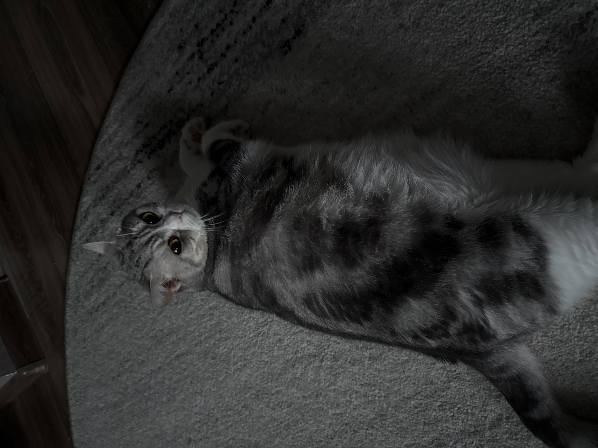 A gray and white tabby cat is lying on its back on a gray carpet. The cat's head is turned towards the viewer, and its eyes are open. One of its paws is curled up near its chest. The background includes a section of dark wooden flooring. The location is not evident from the image.