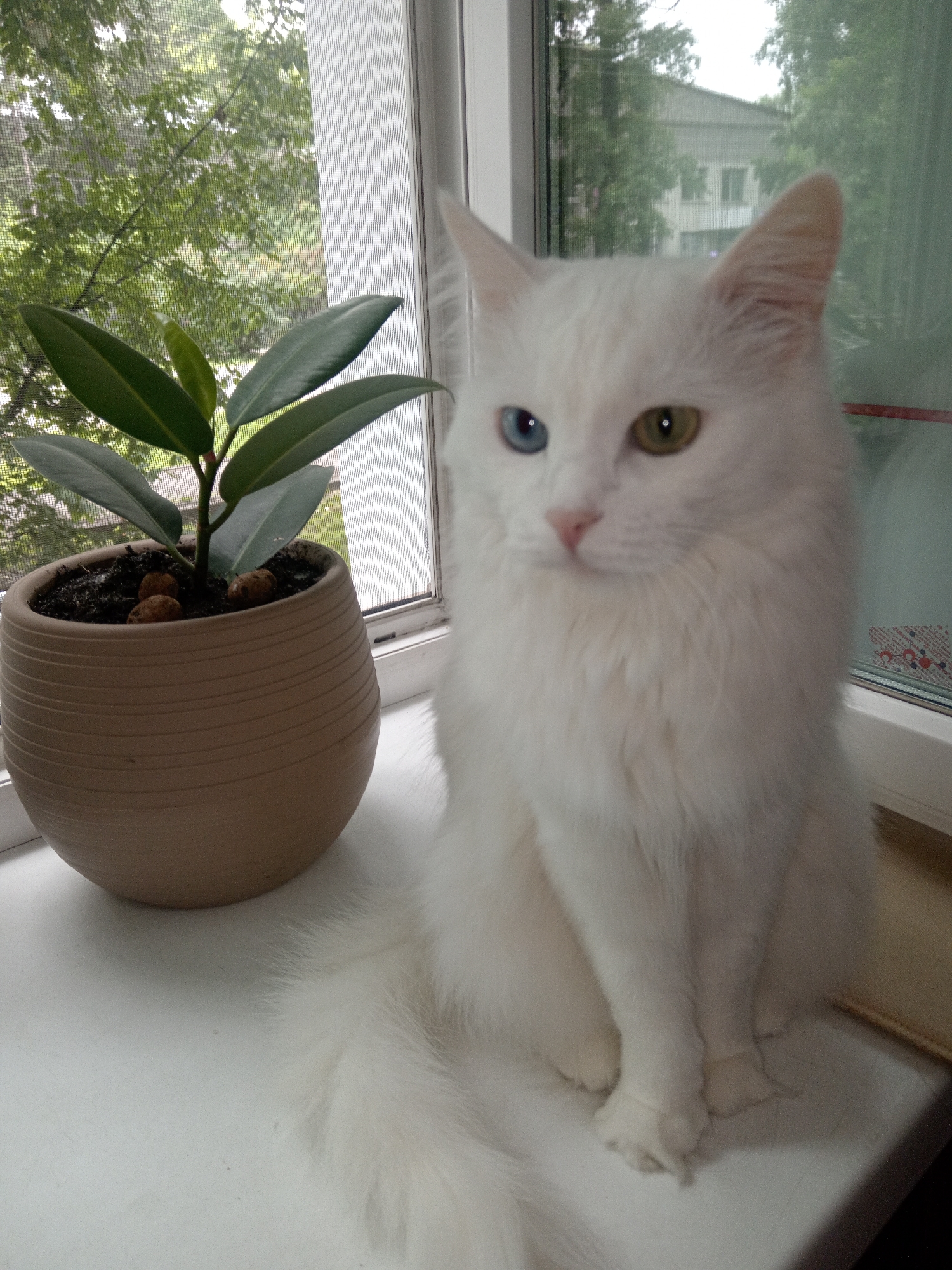 A fluffy white cat with heterochromia, one blue eye and one green eye, sits on a white windowsill next to a potted plant. The plant has several dark green leaves and is in a tan, ribbed pot. The windowsill overlooks a screened window, through which trees and a building can be seen. The setting appears to be an indoor scene in Belogorsk, Russia.