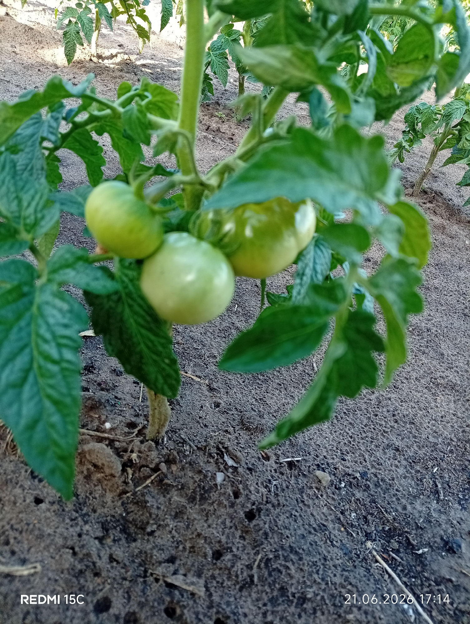 The image shows a close-up view of a tomato plant with several unripe green tomatoes. The plant is growing in sandy soil, characteristic of the region. The leaves are vibrant green and appear healthy. In the background, other tomato plants are visible, suggesting a garden or farm setting. The overall lighting indicates it is daytime, likely outdoors. The bottom left corner displays the text "REDMI 15C," and the bottom right corner shows the date "21.06.2026 17:14," indicating the photograph was taken in Mykolaivka, Ukraine on that date and time. There are no people or animals present in the image.
