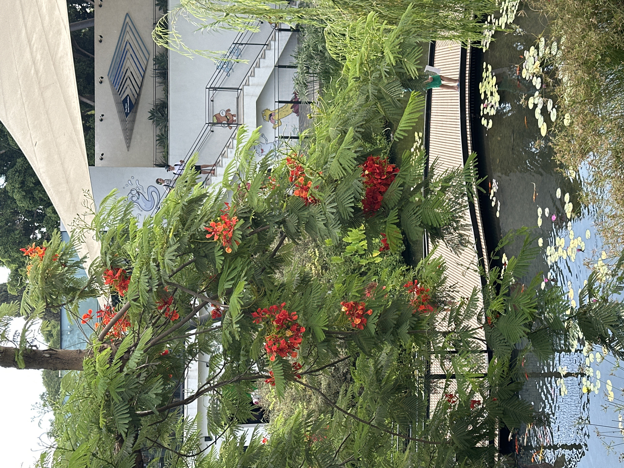 This image, taken in Rehovot, Israel, captures a vibrant outdoor scene featuring lush foliage and a tranquil pond. In the foreground, a tree with striking red and orange flowers cascades over a wooden walkway that curves over a dark pond. The pond's surface is dotted with lily pads and reflects the surrounding environment. Several goldfish are visible swimming beneath the lily pads. On the walkway, a person wearing a green dress stands holding a white sheet of paper. In the background, a modern building with a white, sail-like canopy is visible. A set of stairs leads up to the building, adorned with colorful cartoon murals depicting whimsical creatures. Two individuals are seen walking up the stairs. The overall atmosphere is one of natural beauty and urban design integration.