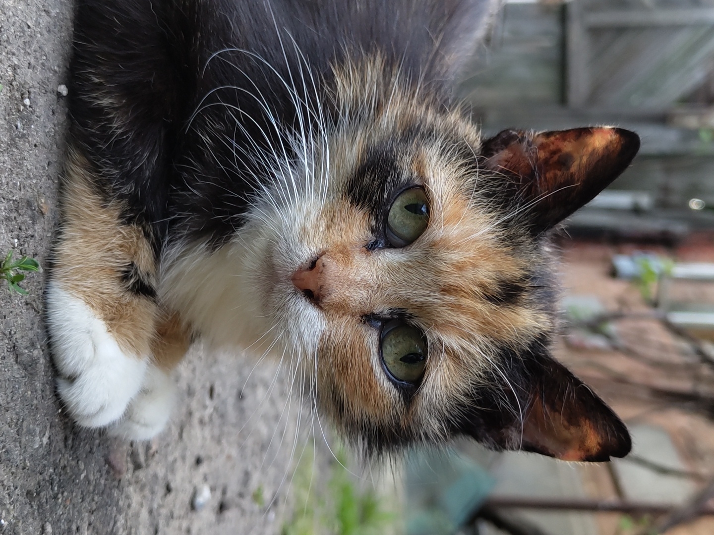 A tortoiseshell cat lies on a concrete surface outdoors. The cat is in the foreground, with its head tilted slightly. It has green eyes and a pink nose. Its fur is a mix of black, orange, and white. The cat's paws are white. The background includes a wooden fence and some greenery. The location appears to be in an outdoor environment, possibly a garden or backyard.