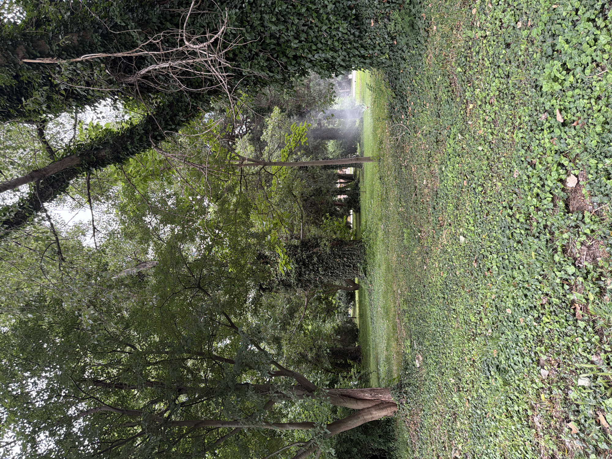 The image depicts a park-like setting in Pazardzhik, Bulgaria, featuring dense vegetation and a lawn. In the foreground, a thick carpet of ivy covers the ground, interspersed with patches of grass and fallen leaves. Several trees are prominent, with one large, mature tree on the right side heavily draped in ivy. To the left, another tree with multiple trunks stands out, also partially covered in ivy near its base.
The middle ground of the image reveals a sprinkler system in operation, emitting a fine mist that creates a hazy effect in the air between the trees. Beyond the sprinkler, the lawn continues, dotted with more trees of varying sizes and densities. The background consists of a dense arrangement of trees, suggesting a larger wooded area or forest bordering the park. The lighting indicates an overcast day, with diffused light filtering through the canopy, creating a somewhat muted and green-toned atmosphere. No people are visible in the frame. The scene suggests a well-maintained public green space.
