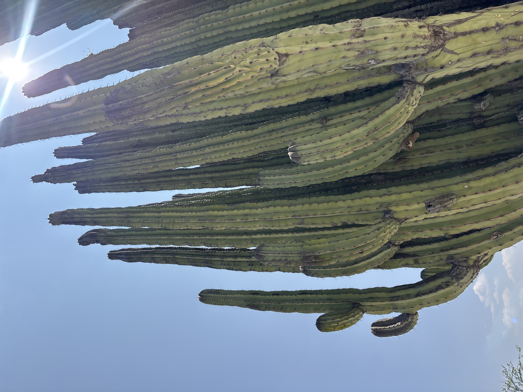 The image shows a cluster of saguaro cacti against a clear blue sky in Tehuixtla, Mexico. The cacti are viewed from below, emphasizing their height and structure. Sunlight is visible in the upper left corner. The cacti are green with visible ridges and spines.