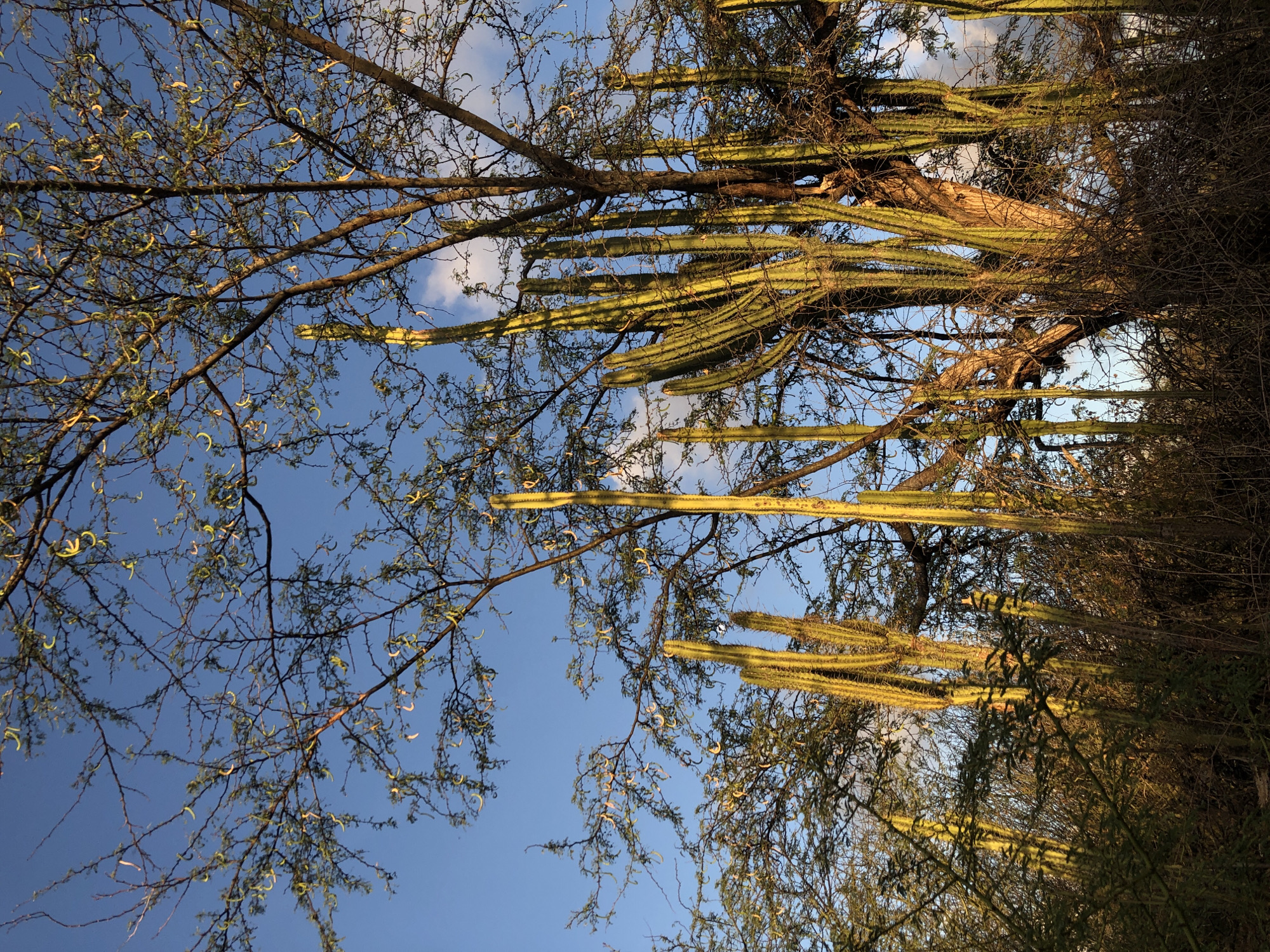 The image presents an upward-looking view into a dense natural canopy, dominated by the intermingling forms of a tree and numerous columnar cacti against a clear blue sky. The sky features scattered, wispy white clouds.
The tree displays a complex network of dark, gnarled branches, many of which are slender and appear mostly bare, though some are adorned with small, light green to yellowish, crescent-shaped pods or nascent leaves. These pods are particularly visible on the left side and lower right of the frame, suggesting a species adapted to arid environments, possibly a mesquite or similar tree common in Altagracia, Venezuela.
Throughout the tree's structure, numerous long, ribbed, green columnar cacti are prominently featured. These cacti extend in various directions, horizontally and vertically, some appearing quite thick and robust. Their distinctive ridged surfaces and spines are visible. The cacti appear to be growing within or very closely alongside the tree, creating a striking visual blend of different plant types.
The lighting suggests either early morning or late afternoon, with warm, directional sunlight casting highlights on parts of the cacti and branches, while other areas remain in shadow. This play of light and shadow adds depth to the scene. The overall setting is a natural, arid or semi-arid landscape, consistent with the location context of Altagracia, Venezuela. There are no people, explicit activities, or visible text in the image.