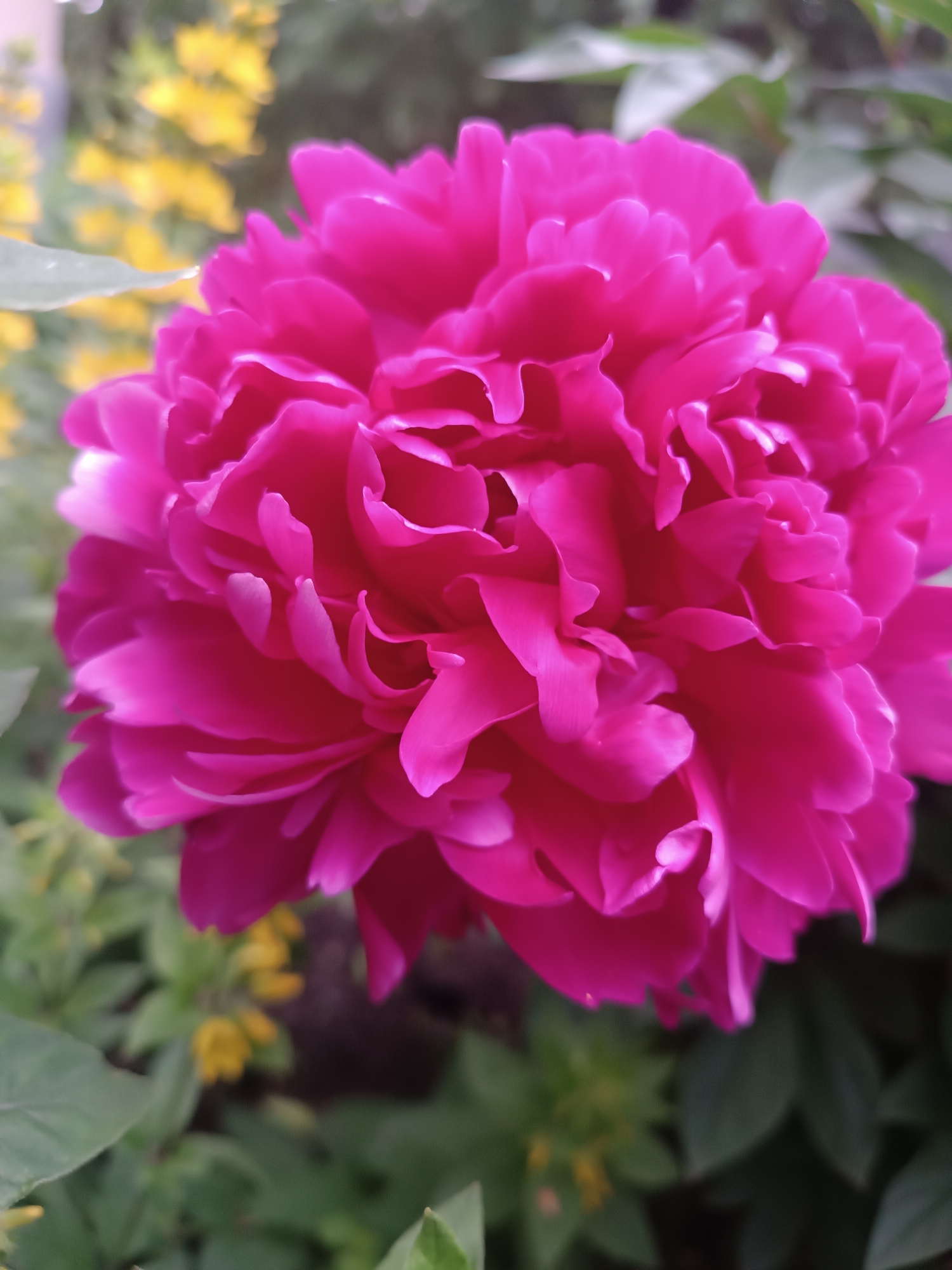 A close-up, vertical shot captures a vibrant fuchsia peony bloom in sharp focus, with its ruffled petals filling most of the frame. The background is softly blurred, revealing hints of green foliage and a scattering of small yellow flowers. The lighting is natural and even, highlighting the rich color and delicate texture of the petals. The image is devoid of any human presence or discernible urban elements, suggesting a natural setting rather than a specific location within Chaikovsky, Russia.