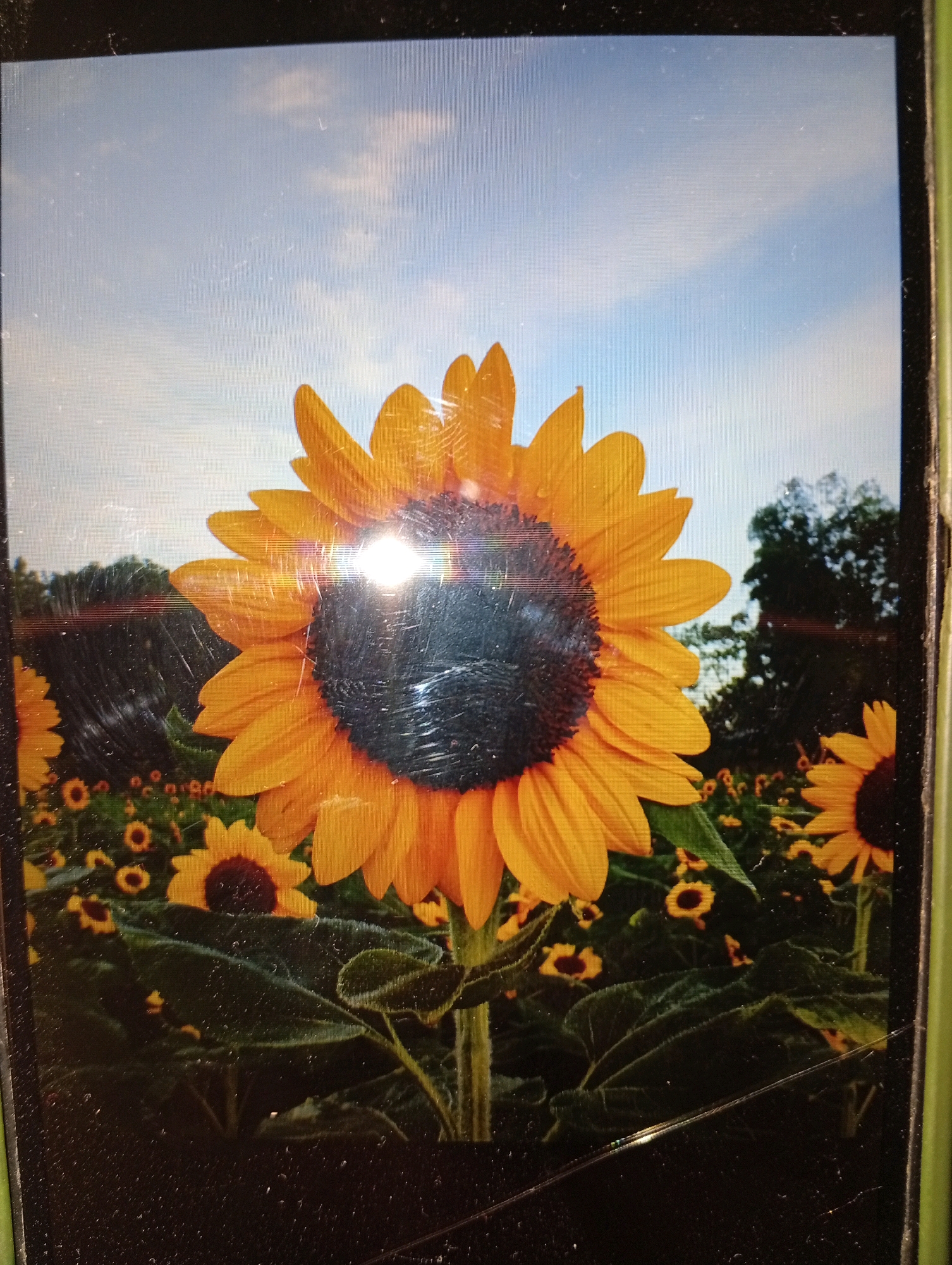 A close-up, eye-level, medium shot captures a field of sunflowers under a bright, partly cloudy sky. The foreground is dominated by a large sunflower, its vibrant yellow petals unfurling around a dark, textured center. Sunlight glints off the petals and the center, creating a bright flare that obscures some of the detail. Behind this prominent flower, numerous other sunflowers of varying sizes fill the frame, creating a dense, blooming landscape. The stalks and large, dark green leaves of the sunflowers are visible, some appearing fuzzy. In the background, silhouetted trees form a dark line against the pale blue sky. The image appears to have been taken with a handheld device, as indicated by the slightly off-center framing and some visible imperfections or glare on the surface of the device. The overall impression is one of a sunny day in a sunflower field. There is no information available about the location within Larkana, Pakistan.