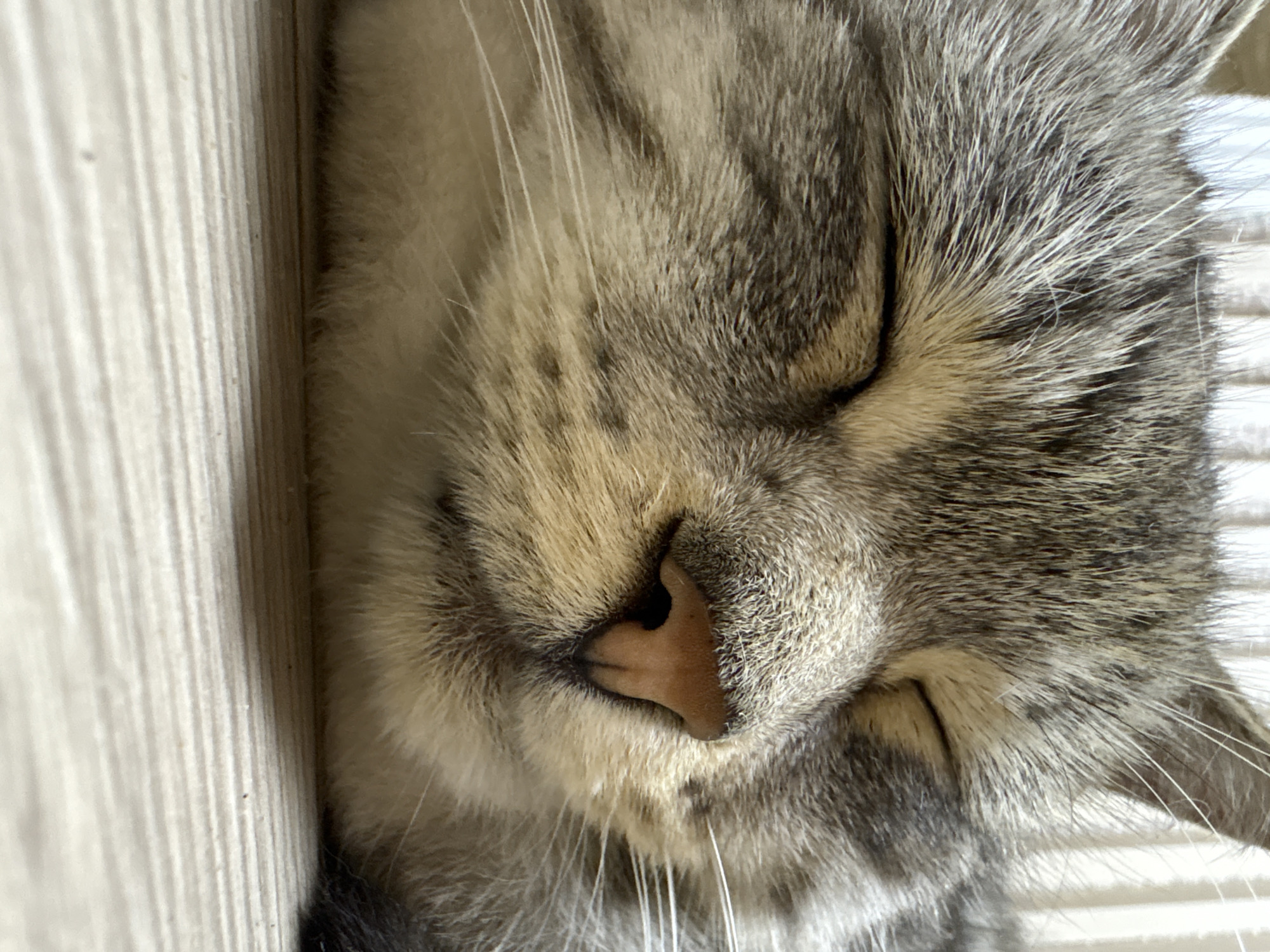 A close-up, low-angle shot captures a tabby cat sleeping on a light-colored, ribbed wooden surface. The cat's eyes are closed, and its fur exhibits a mix of gray, black, and tan stripes. Prominent white whiskers extend from its muzzle. The background is out of focus, suggesting a shallow depth of field. The wooden surface appears to be a floor or a table. The scene is indoors, with soft light illuminating the cat. There are no people or other animals visible in the image. The environment does not provide specific clues to pinpoint the location within the city of Ветлужский, Russia.
