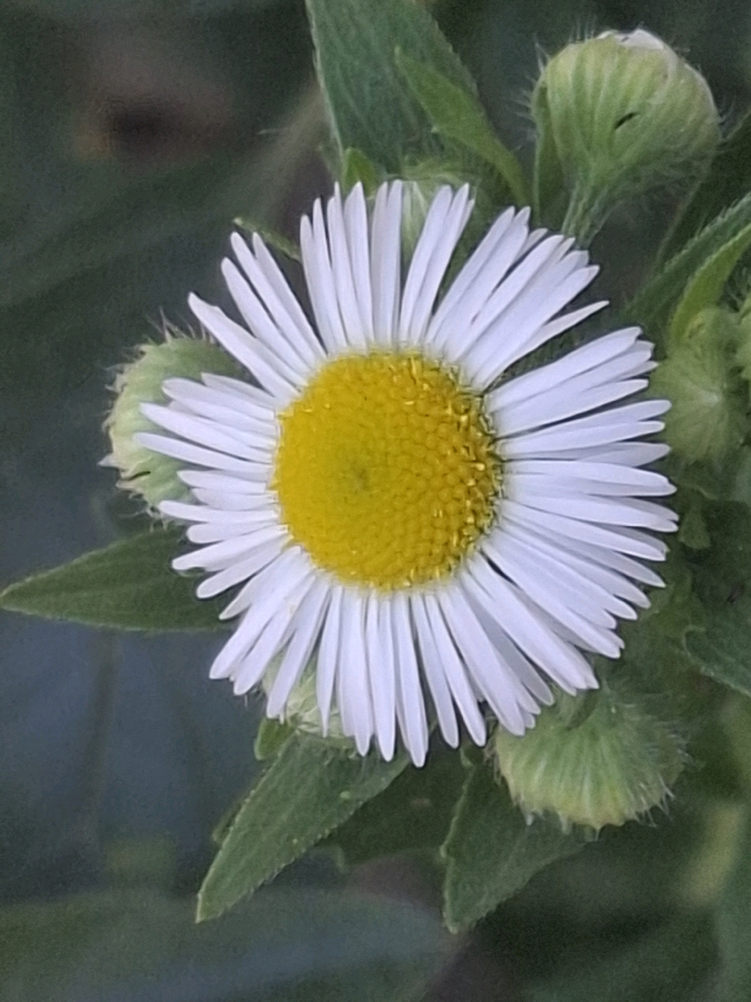 A close-up, eye-level shot features a single, fully bloomed white daisy with a bright yellow center. The daisy is positioned on the right side of the frame, facing left. Delicate white petals radiate outwards from the center, and tiny water droplets are visible on some petals. Surrounding the daisy are green leaves and several unopened flower buds, some fuzzy and light green, others with a slightly yellowish hue. The background is softly blurred, displaying a gradient of dark green to a muted, grayish-blue, suggesting a natural outdoor setting. There is no indication of urban elements or specific landmarks that would place this image in Almaty, Kazakhstan.