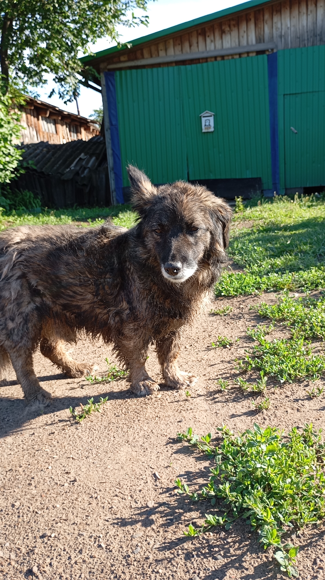 A scruffy, medium-sized dog stands on a dirt path in what appears to be a rural or semi-rural area, likely the city of Fokino, Russia, given the context. The dog is primarily brown and black with matted fur, suggesting it may have been recently wet or is in need of grooming. Its eyes are partially closed, and its expression is neutral or slightly weary. In the background, there is a long, green corrugated metal building with a wooden trim and a blue accent. To the left of the green building is a section of a wooden structure with a sloped, dark-colored roof. The ground is a mix of dirt and sparse green vegetation, with visible shadows indicating a sunny day.
