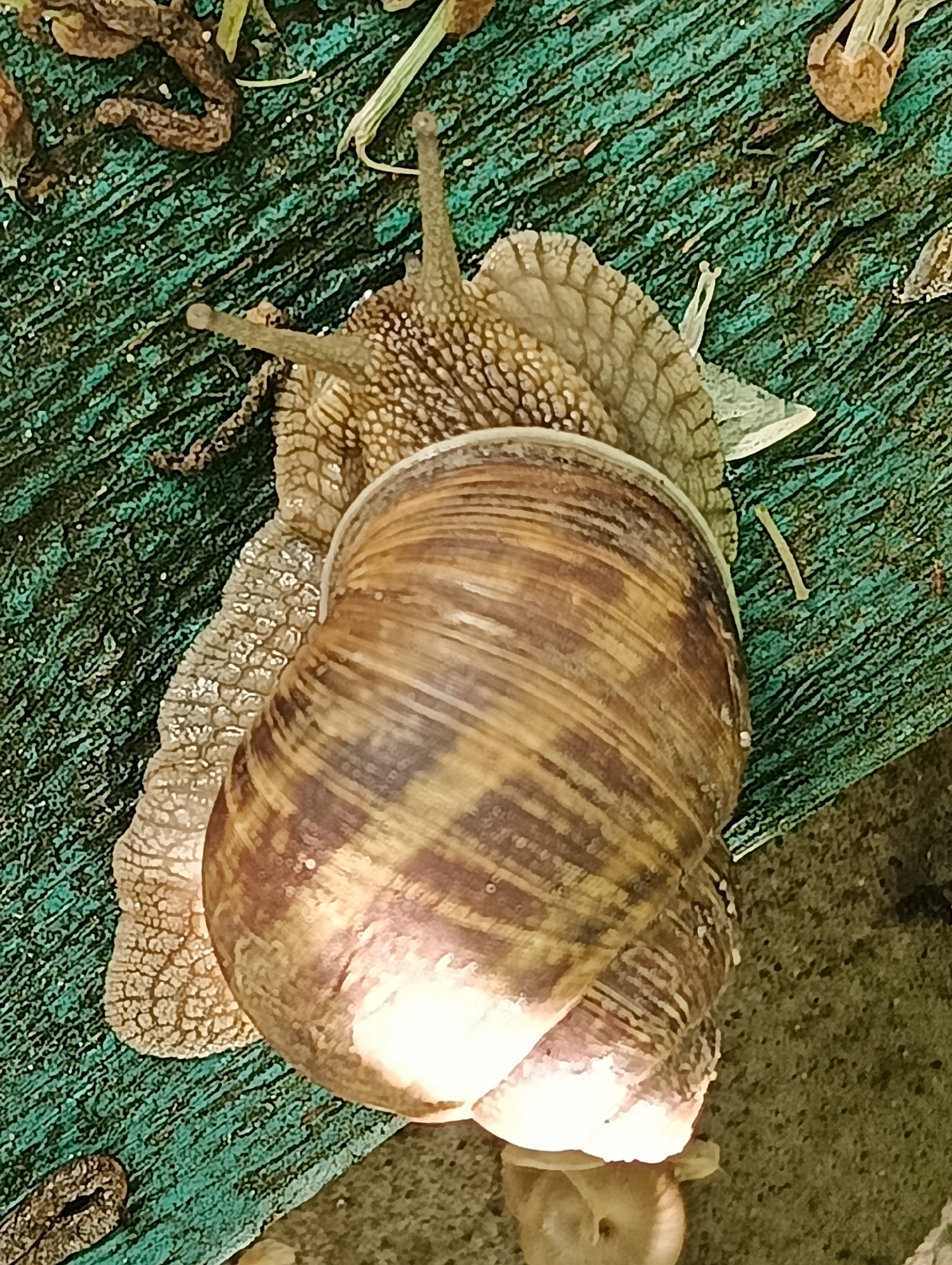 An overhead, close-up shot shows a garden snail with its shell prominently featured. The snail's textured, patterned shell is a mix of brown and tan, with visible spiral markings. The snail's body, a lighter tan color, extends from the shell, revealing its muscular foot and two eye stalks. The snail is positioned on a textured, weathered surface that appears to be painted green. The background is out of focus and contains some dry plant matter and a small, lighter-colored object that might be a mushroom or another snail. The lighting suggests it is daytime, with a bright light source creating a strong highlight on the snail's shell and body. No people are visible in the image. The location is identified as Biliaivka, Ukraine.