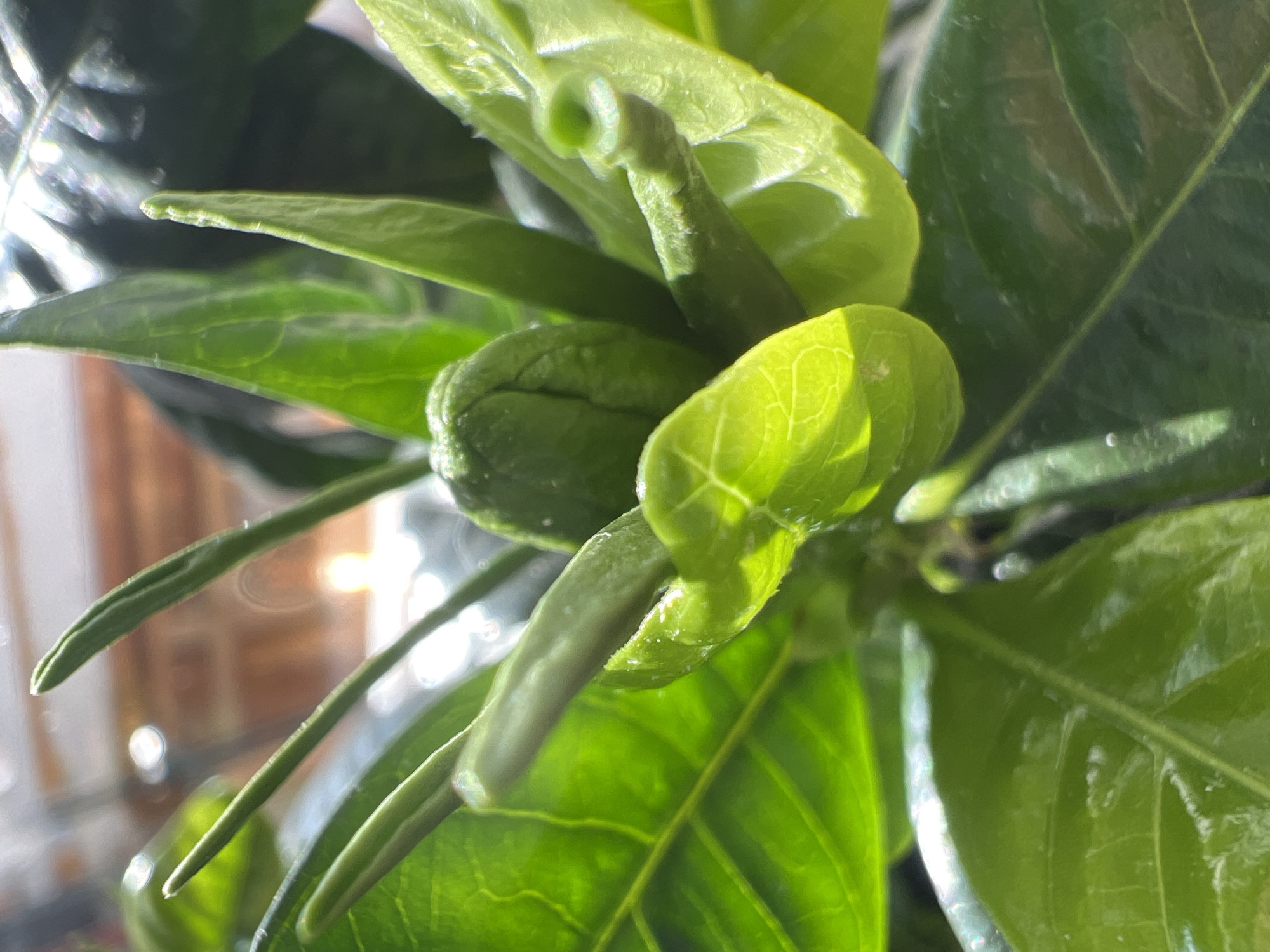 A macro photograph captures the vibrant, healthy new growth of a plant, observed in Moscow, Russia. The central subject is a tightly closed, ovate flower bud, a prominent feature at the plant's apex. Surrounding the bud are several slender, elongated new shoots or developing leaves, along with broader, mature foliage in the foreground and mid-ground. All plant components display various shades of green, with a pronounced yellow-green hue on surfaces directly illuminated by a strong light source. Significant highlights are visible on the waxy leaf and bud surfaces, indicating intense, directional lighting. The background is entirely out of focus, appearing as an indistinct blur of bright light and muted shapes, suggesting an indoor setting near a window or a shallow depth of field in a bright environment. No human figures, animals, or man-made structures are present within the frame. The scene is static, focused on the botanical details of active plant development.