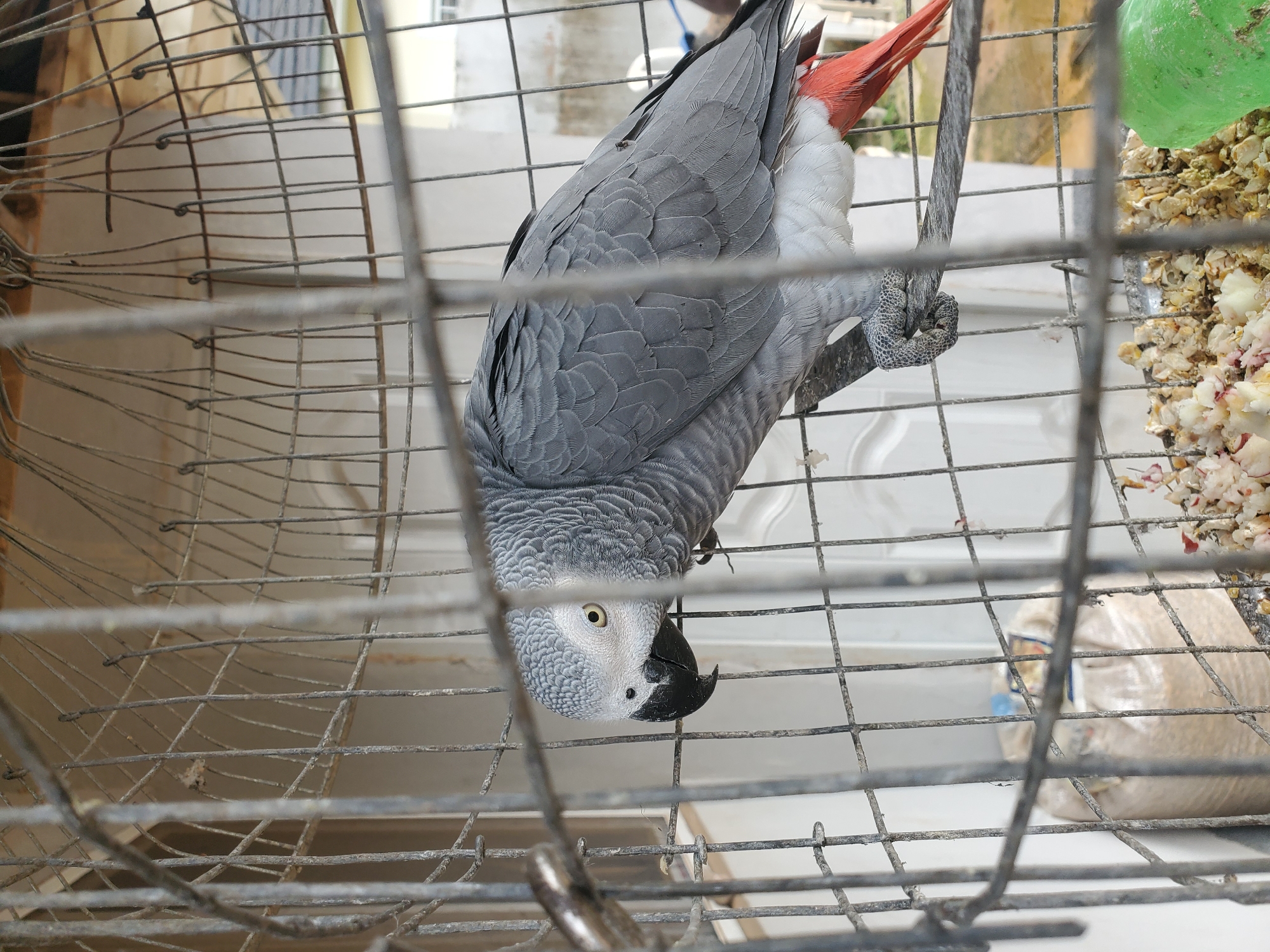 An African Grey parrot is visible in a cage, which is located on the porch of a building in Rayfield, Nigeria. The parrot is mostly grey with a red tail. The cage is made of metal bars and contains a perch for the parrot and a food dish filled with birdseed. In the background, a white door and wall are visible, as well as part of a roof structure. The setting appears to be outdoors, possibly a residential area.