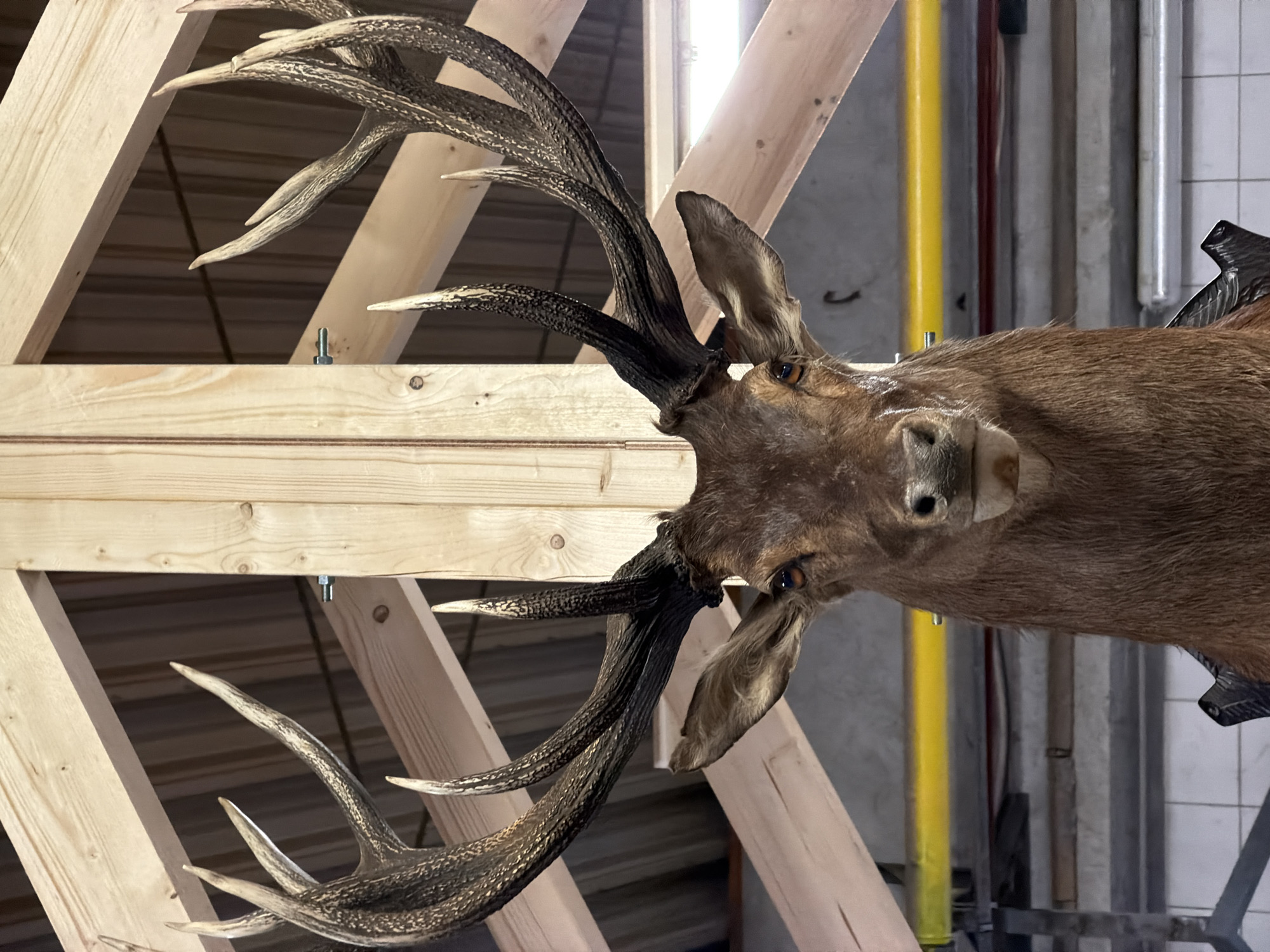 A taxidermied deer head is mounted upside-down within a wooden framework. The deer has prominent antlers. The background includes a ceiling and various poles. There is no indication of it being in Leudelange, Luxembourg.