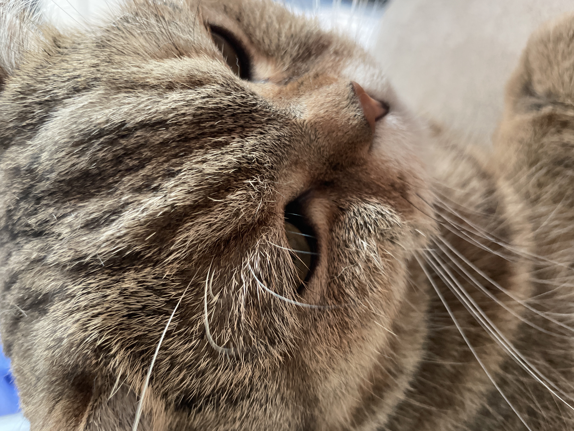 The image is a close-up, eye-level, outdoor shot of a brown tabby cat's face. The cat is looking downwards and slightly to the right of the camera. The focus is on the cat's fur, whiskers, and the left side of its face, including its eye and nose. The background is blurred, showing hints of white and possibly blue, suggesting an outdoor setting. There are no people or any recognizable landmarks of the city of Sinyavino, Russia, visible in the image.