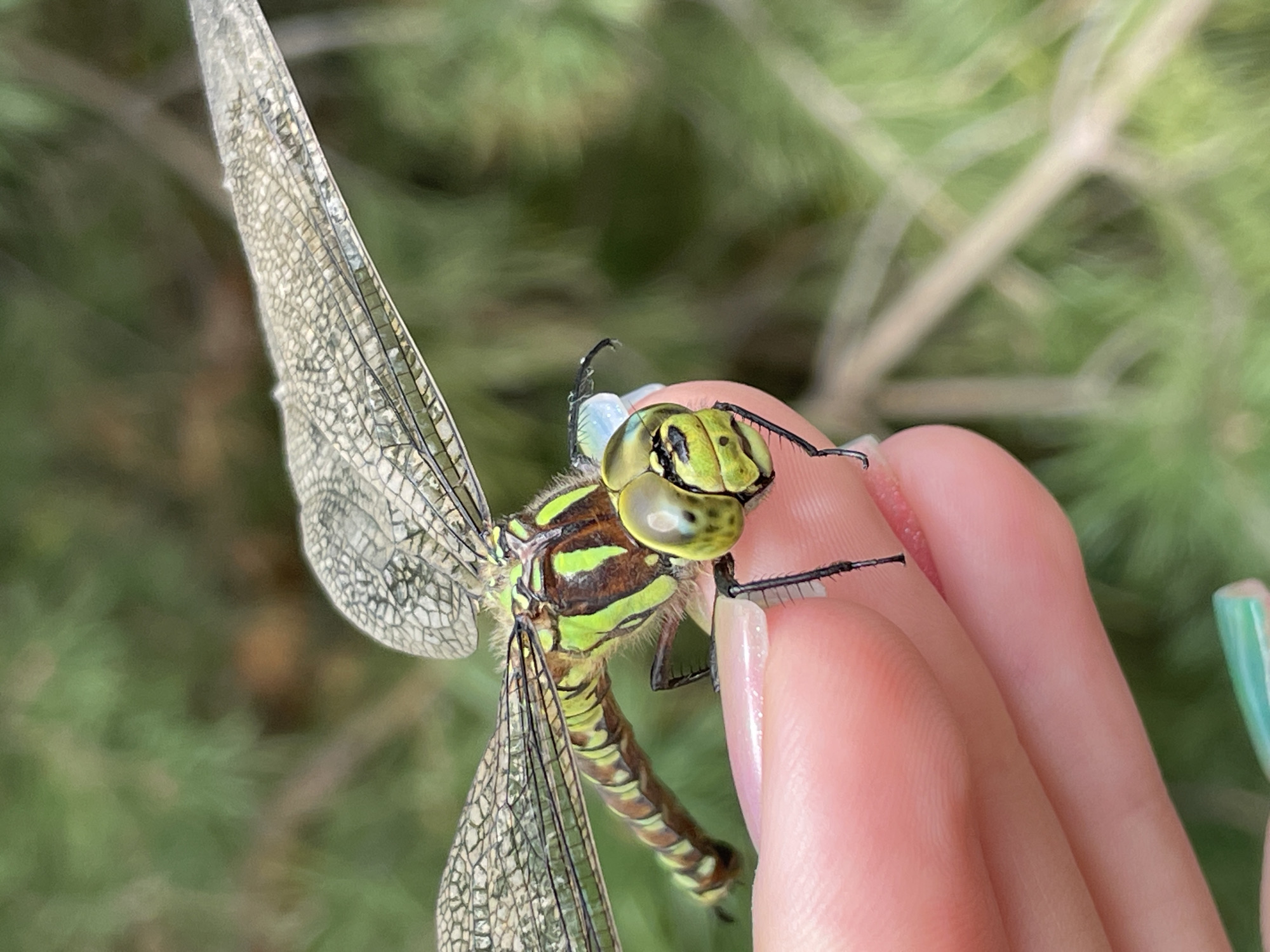 A close-up, vertical shot shows a dragonfly perched on a human finger. The dragonfly's body is predominantly green with brown markings, and its wings are transparent with intricate vein patterns. The human finger is delicate and pink, with a hint of green nail polish visible at the bottom edge. The background is a soft blur of green foliage, suggesting an outdoor setting, possibly in Izhevsk, Russia, given the query. There is no indication of any specific location within Izhevsk, only that the image may have originated from there. The focus is sharp on the dragonfly and the finger, with the background intentionally blurred to emphasize the subject.