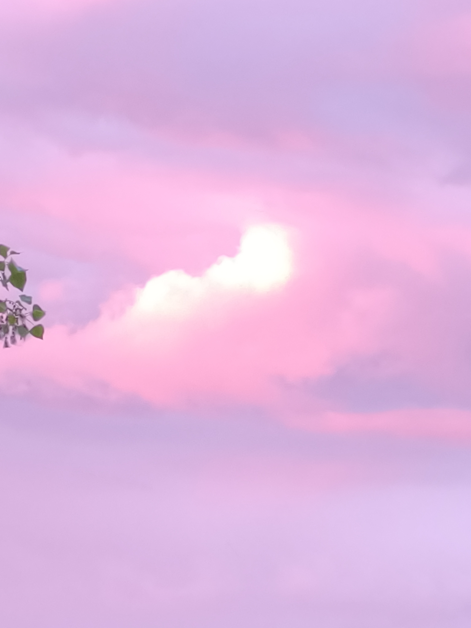 A serene sky fills the frame, bathed in hues of pastel pink and lavender. Wispy clouds drift across the expanse, some catching the light and appearing brighter, while others are softer and more diffused. In the upper left corner, a small cluster of green leaves and delicate white flowers emerges from the left edge of the image, providing a natural element against the ethereal sky. The overall impression is one of tranquility and soft beauty, possibly a sunset or sunrise viewed from an outdoor location. The specific location in Kryvyi Rih, Ukraine, is not discernible from the image itself, as it is an abstract sky scene.