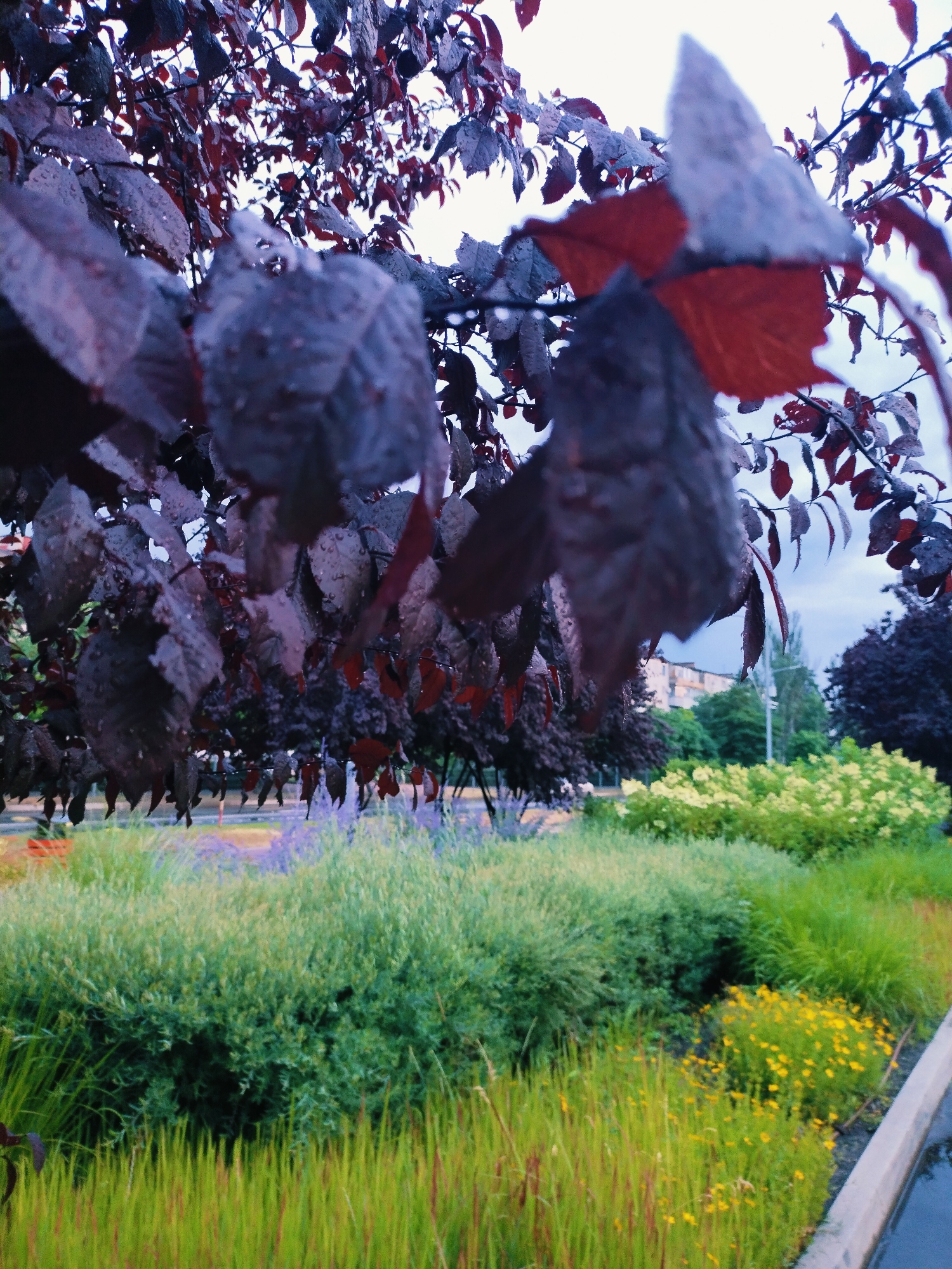 The image depicts a close-up view of dark purple leaves of a tree, some of which are wet, possibly from rain. The leaves are in the foreground, obscuring a broader view of a park or garden area in the city of Horishni Plavni, Ukraine. Beyond the leaves, the scene shows meticulously landscaped greenery, including a dense green bush in the middle ground and bright yellow flowers in the lower right. In the background, there are more trees with dark foliage, and a building is partially visible through the trees. The sky appears overcast. There are no people or animals visible in the image. The overall impression is of a damp, natural setting within an urban environment.