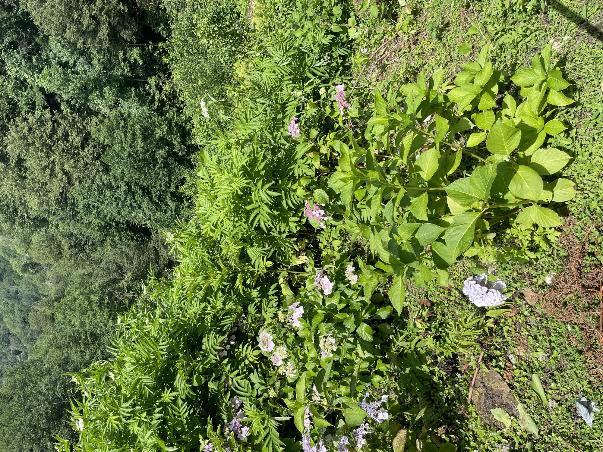 This image depicts a lush, green hillside in Tqwarchal, Abkhazia, densely covered with various types of vegetation. In the foreground, several large-leaved plants, likely hydrangeas, are visible with clusters of pale pink and lavender flowers. Interspersed with these are plants with feathery, bright green leaves. The ground is covered in a mix of grass, small ground cover plants, and some exposed soil and rocks. A fallen, dried branch lies on the ground, and a piece of blue plastic is visible near a rock on the left. In the background, a dense forest of mature trees forms a verdant backdrop, suggesting a natural, undeveloped area. The overall impression is one of abundant and untamed nature.
