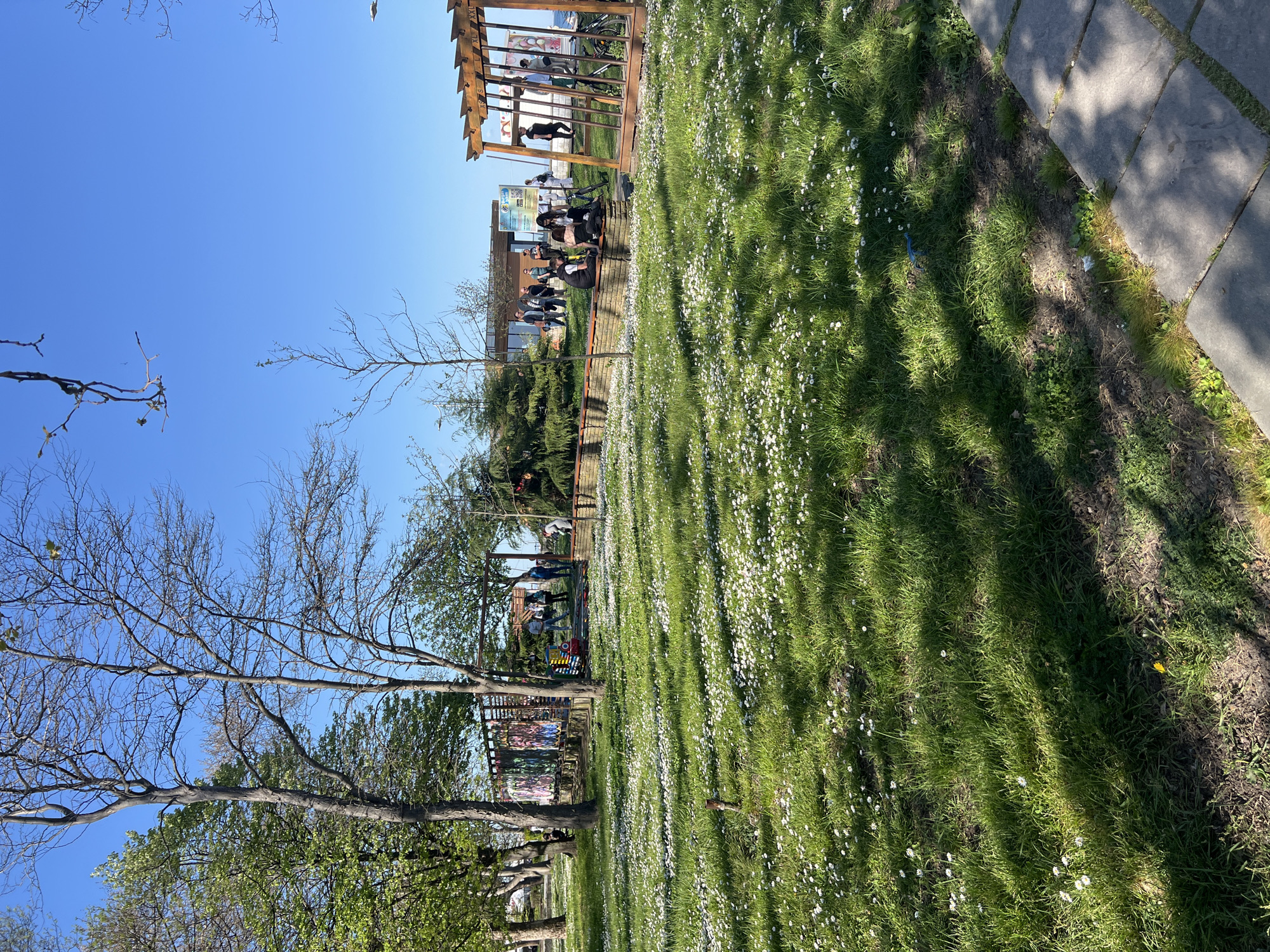 The image depicts a park scene in Burgas, Bulgaria. The foreground features a grassy area with numerous white daisies. Shadows from trees are cast across the grass. A paved walkway is visible on the right side of the image. In the midground, there is a wooden pergola and structure under which a group of people, appear to be seated. The trees in the park are a mix of bare and leafed out. The sky is clear and blue.
