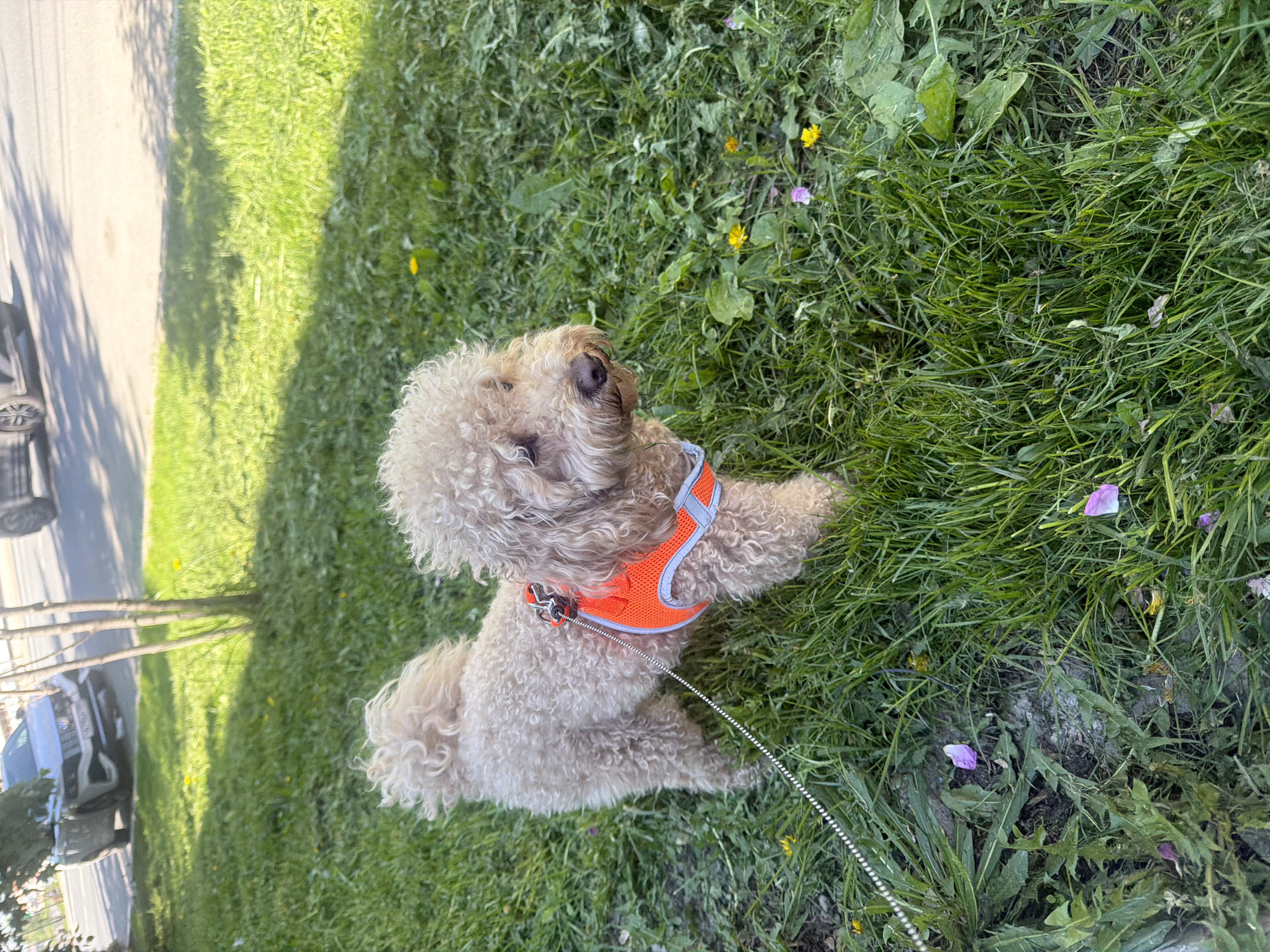 A tan-colored poodle with curly fur and an orange harness stands on a patch of green grass and weeds. The dog is facing towards the right of the frame, with its leash extending towards the bottom of the image. The grass has scattered yellow and purple flowers. A sidewalk, a tree, and two parked cars are visible on the left side of the image.
The city of Perm, Russia is not discernible from the image.