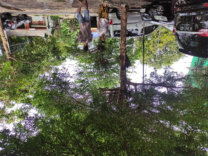 The image, when properly oriented, presents a daytime outdoor scene, likely on a street or pathway lined with trees in a residential or urban green area. Two individuals, appearing to be men or older boys, stand in the mid-ground on a paved surface. The person on the left wears a light-colored t-shirt and shorts, while the one on the right has a lighter top and patterned trousers.
A dense canopy of green leaves from numerous trees dominates the upper and central parts of the frame, with bright, possibly overcast, sky visible through the foliage. Large tree trunks and branches are prominent, suggesting mature trees providing significant shade.
In the background, several vehicles are parked. A black car is clearly visible on the right, displaying a license plate that reads "B 2147 B". Next to it, a white car is parked, and another dark vehicle is partially obscured further back. Behind the parked cars, a building or house with a dark roof can be seen.
The scene conveys a sense of everyday life in a green environment, typical of locations like Kecamatan Asembagus, Indonesia. The time of day is clearly daylight, but no specific activity beyond the people standing is depicted.