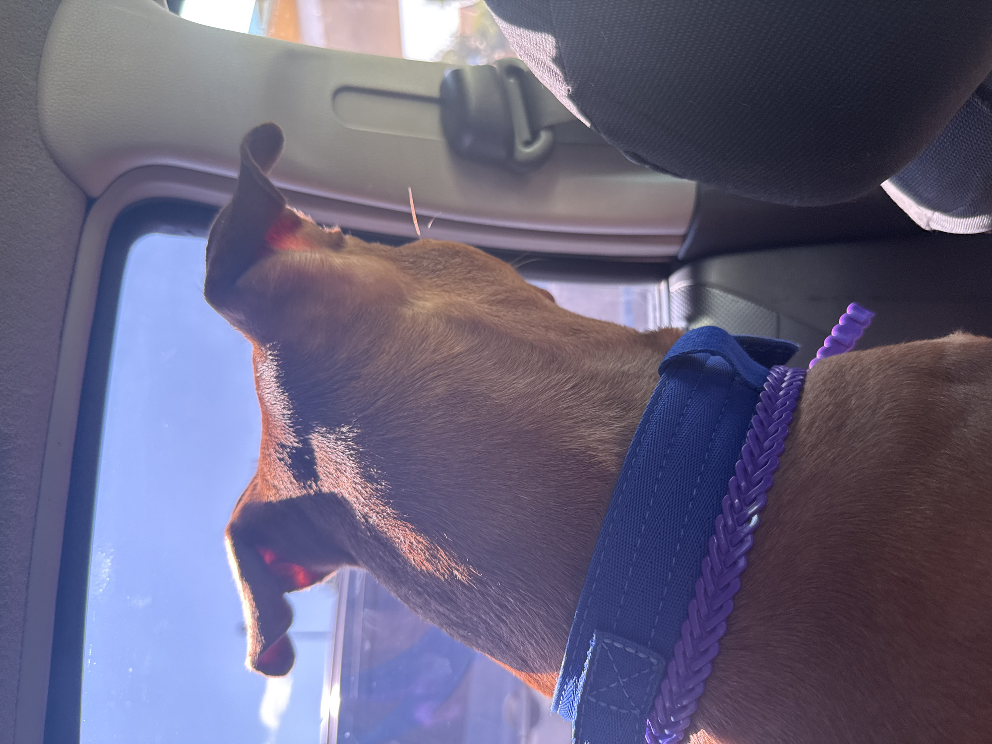 A medium-sized, reddish-brown dog with upright ears is looking out of a car window. The dog is wearing a blue collar with a purple braided trim. The interior of the car is visible, including a black seat and part of the car's pillar. The window shows a bright blue sky with some clouds and a hint of greenery outside. The image is taken from behind the dog, focusing on its head and neck. The lighting suggests it is daytime.
