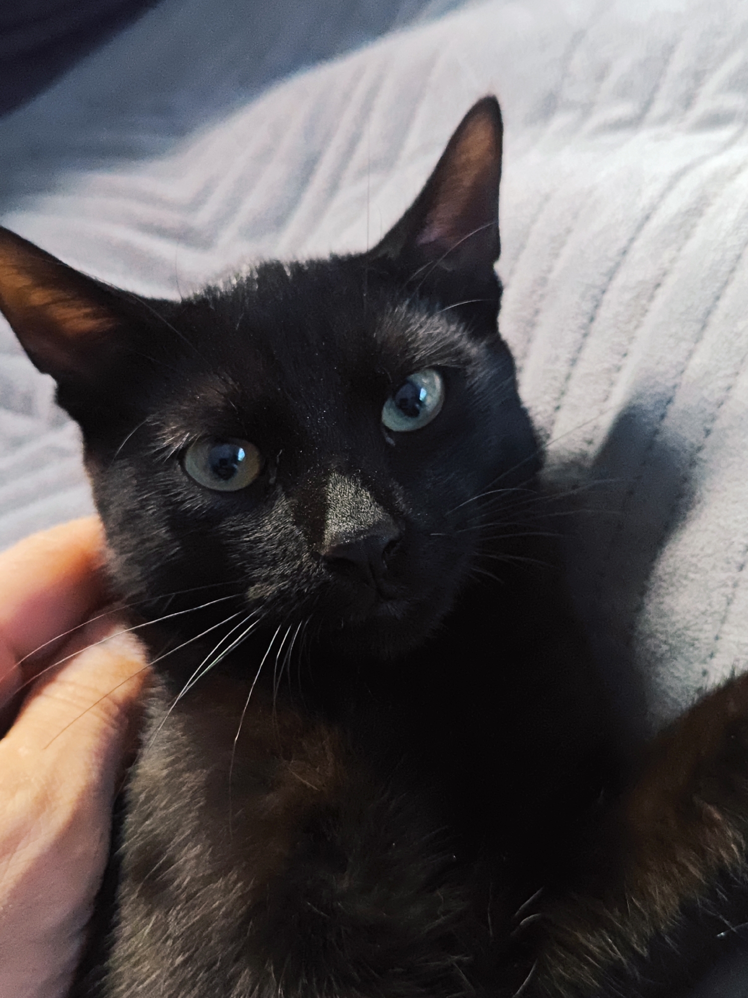 A close-up shot captures a black cat with striking green eyes resting on a textured gray surface. The cat's head is tilted slightly, and its gaze is directed forward. A hand is visible on the left side of the frame, gently touching the cat's fur. The lighting creates a noticeable shadow on the right side of the cat's face and body, highlighting its features. The background is a soft, blurry gray fabric with a ridged pattern.