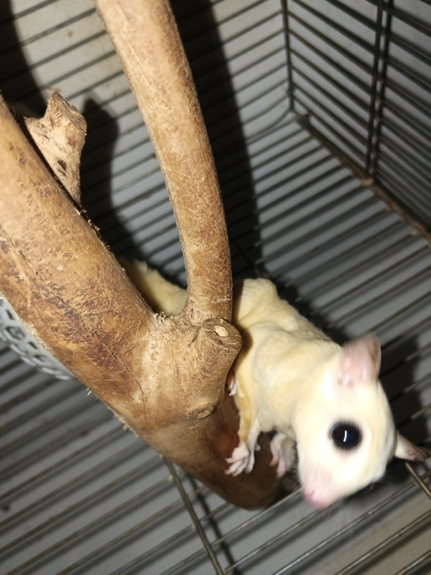 A small, light-colored sugar glider is perched on a wooden branch inside a cage. The sugar glider has large, dark eyes and pink ears. The cage is made of metal bars and has a wire bottom. The background is blurred, but appears to be a wall or another part of the cage. The lighting is dim, with shadows cast by the branch and the sugar glider. The scene is likely indoors, possibly in a home or pet store in Cikande, Indonesia.