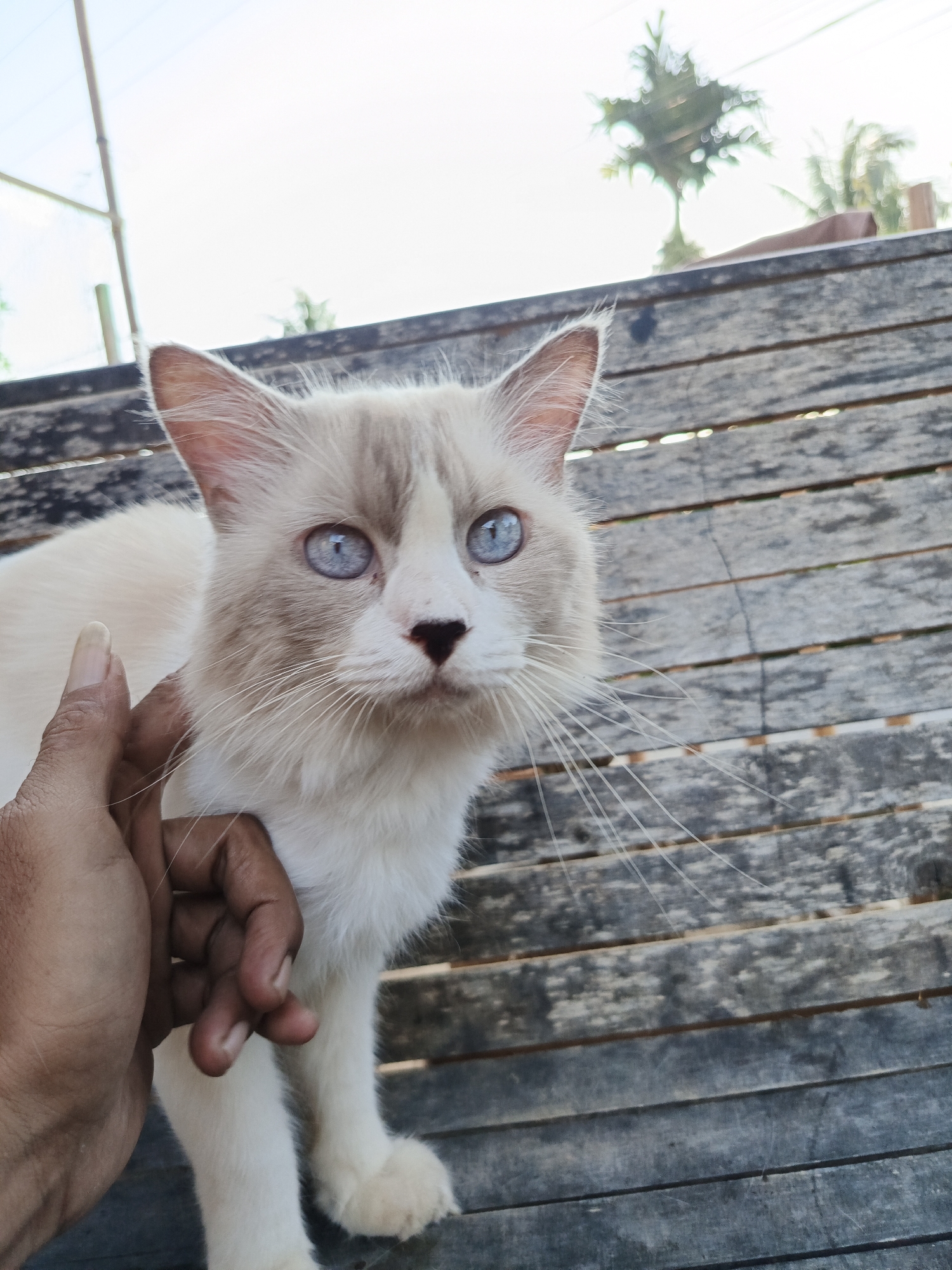 A fair-skinned cat with blue eyes is being petted on a weathered wooden bench. The cat has a light brown patch on its face and beige ears. A human hand with long fingernails is gently stroking the cat's neck. The background includes a blurred view of trees and sky, suggesting an outdoor setting. The location is Lhokseumawe, Indonesia.