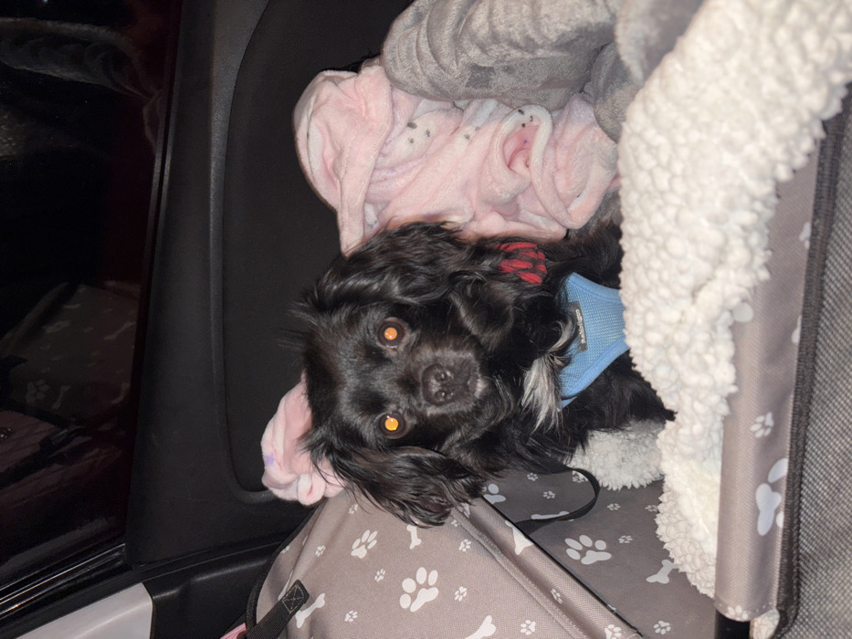 A small, black dog with golden eyes rests in a dog carrier. The carrier is gray with white paw print and bone patterns. A light blue harness is visible on the dog. The dog is surrounded by soft blankets in shades of pink, gray, and white. The scene appears to be inside a car, with a car door visible on the left side of the frame.