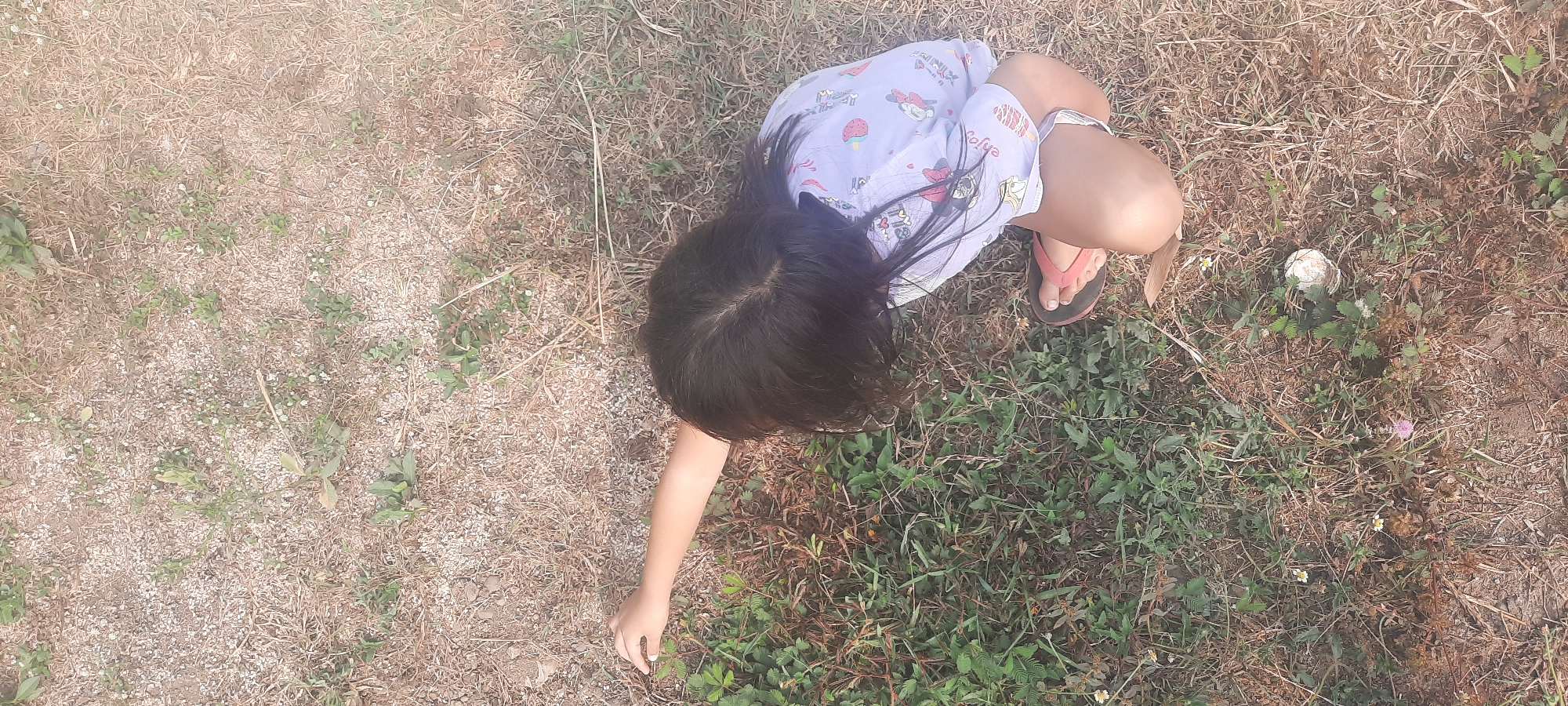 This media file captures a high-angle view of a young child squatting on dry, grassy ground with sparse green vegetation. The child, wearing a light purple t-shirt with cartoon patterns and pink flip-flops, has dark hair that partially obscures their face. Their body is curled inward, with one arm extended towards the ground. In the foreground, the child's hand is reaching for a small green plant. To the right of the child, a round, white object, possibly a mushroom or a stone, is visible amongst the dry grass and small green plants. Some small white and pink wildflowers are also present in the scene. The lighting suggests it is daytime, likely sunny, given the bright illumination. The ground appears dry and slightly sandy in places, with a mix of dried grass and green weeds. The overall setting evokes an outdoor, natural environment. The child's posture suggests they are engaged in examining or picking something from the ground.