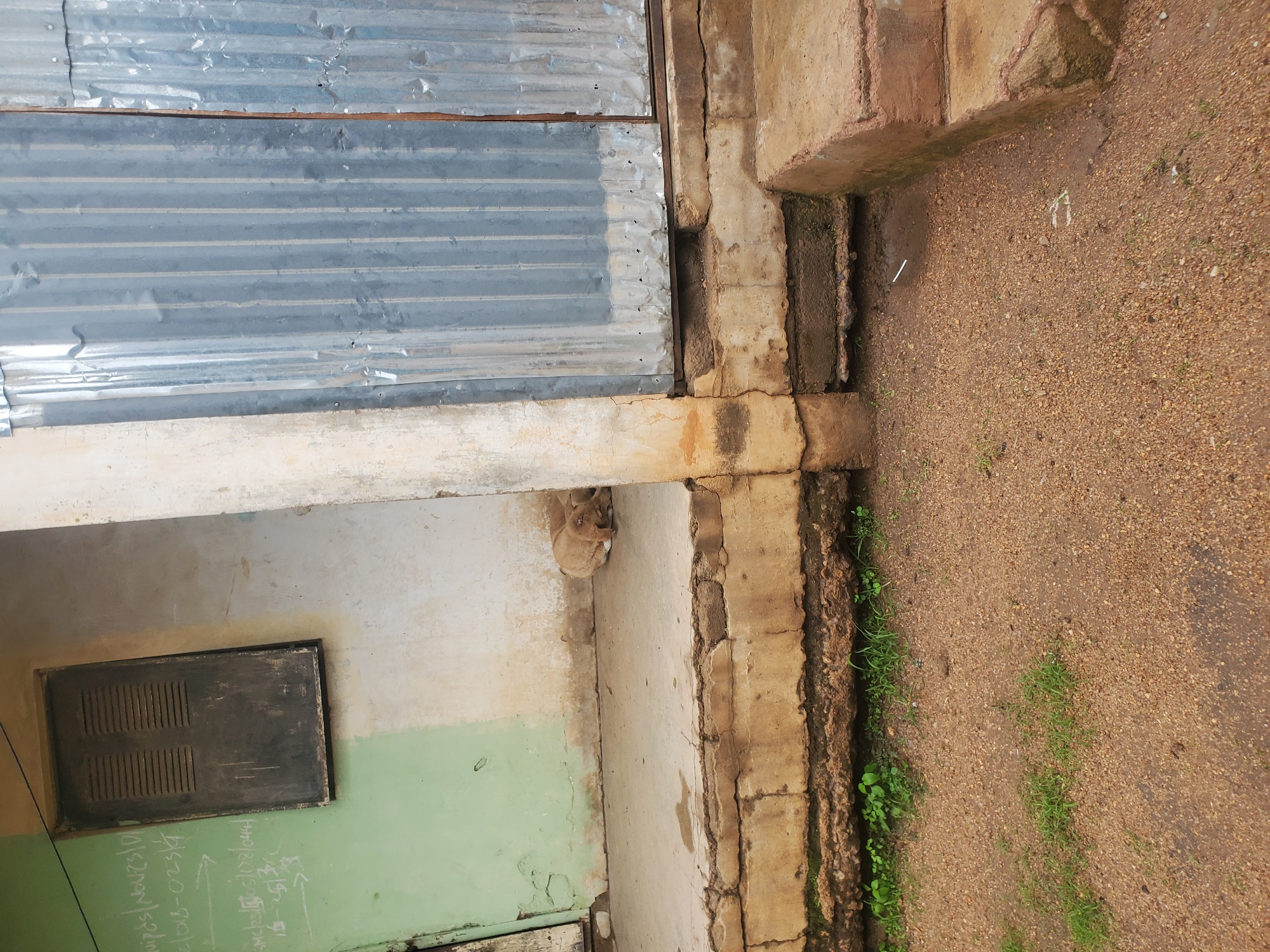 The image shows a light brown dog sleeping on a concrete porch in front of a building. The building has a light green and white painted wall with a dark, louvered window. To the right of the porch, there is a corrugated metal structure, possibly a door or wall. The ground in front of the porch is covered with gravel and some sparse green vegetation. The overall scene suggests an outdoor, possibly residential, area in the city of Jos, Nigeria. The image is taken from a slightly elevated angle, looking down at the dog and the porch.