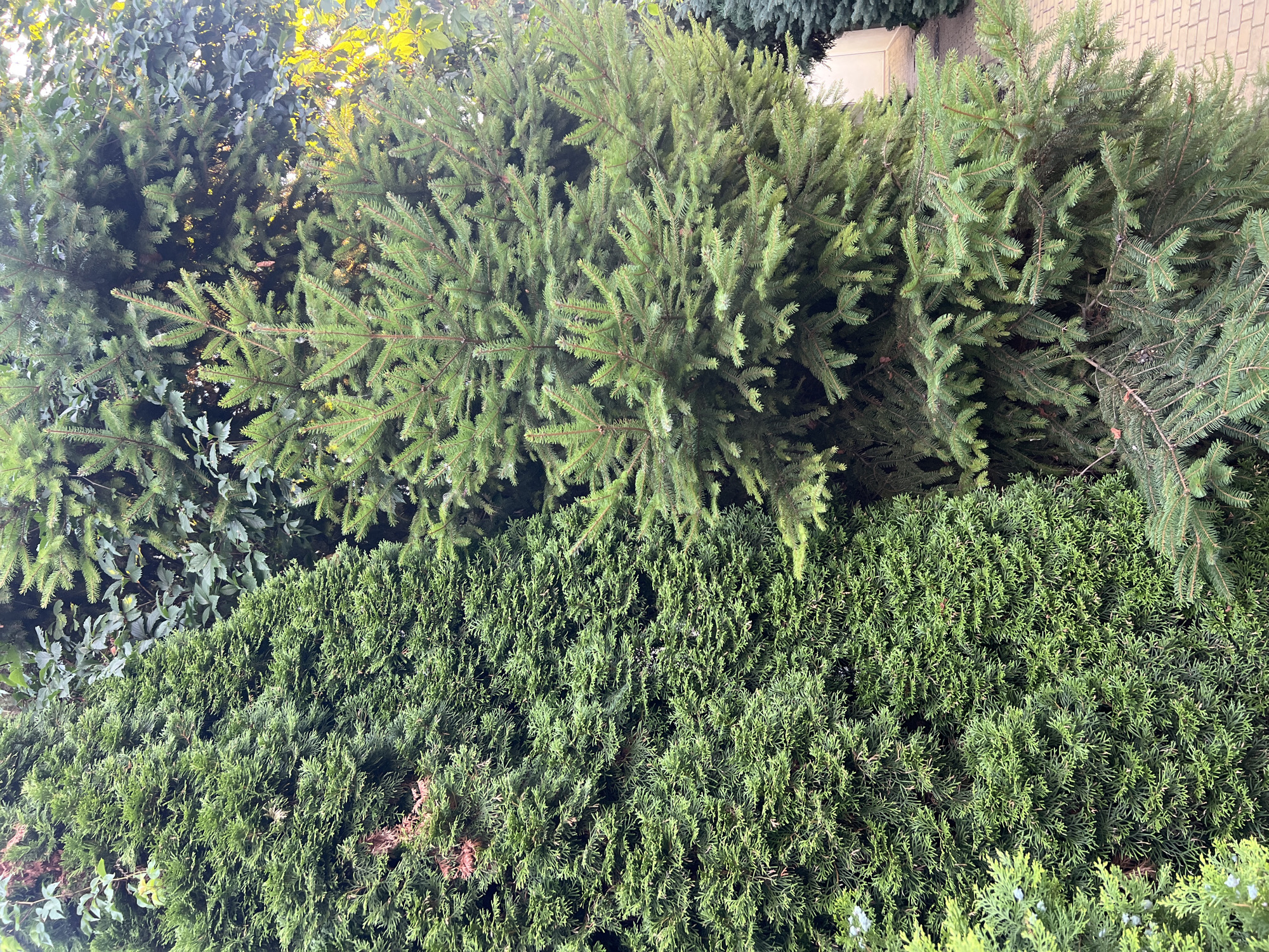 This is a vertical, eye-level, full shot of a dense cluster of evergreen trees and shrubs. On the left, a tall, conical Thuja is visible, its dense, layered foliage a deep green. To its right, a younger, more open spruce or fir tree is prominent, with its prickly needles and branch structure clearly defined. Behind these two, a thicket of ivy with broad, dark green leaves creates a darker, more textured background. The lighting suggests it is late afternoon or early evening, with some dappled sunlight filtering through the upper branches, casting a warm glow on some of the leaves. A hint of a paved walkway made of interlocking bricks is visible in the lower right corner, suggesting an outdoor setting, possibly a park or garden. The image does not contain any people or specific identifiable landmarks of Fontanka, Ukraine, but it depicts a common urban or suburban landscaping scene found in such a location.