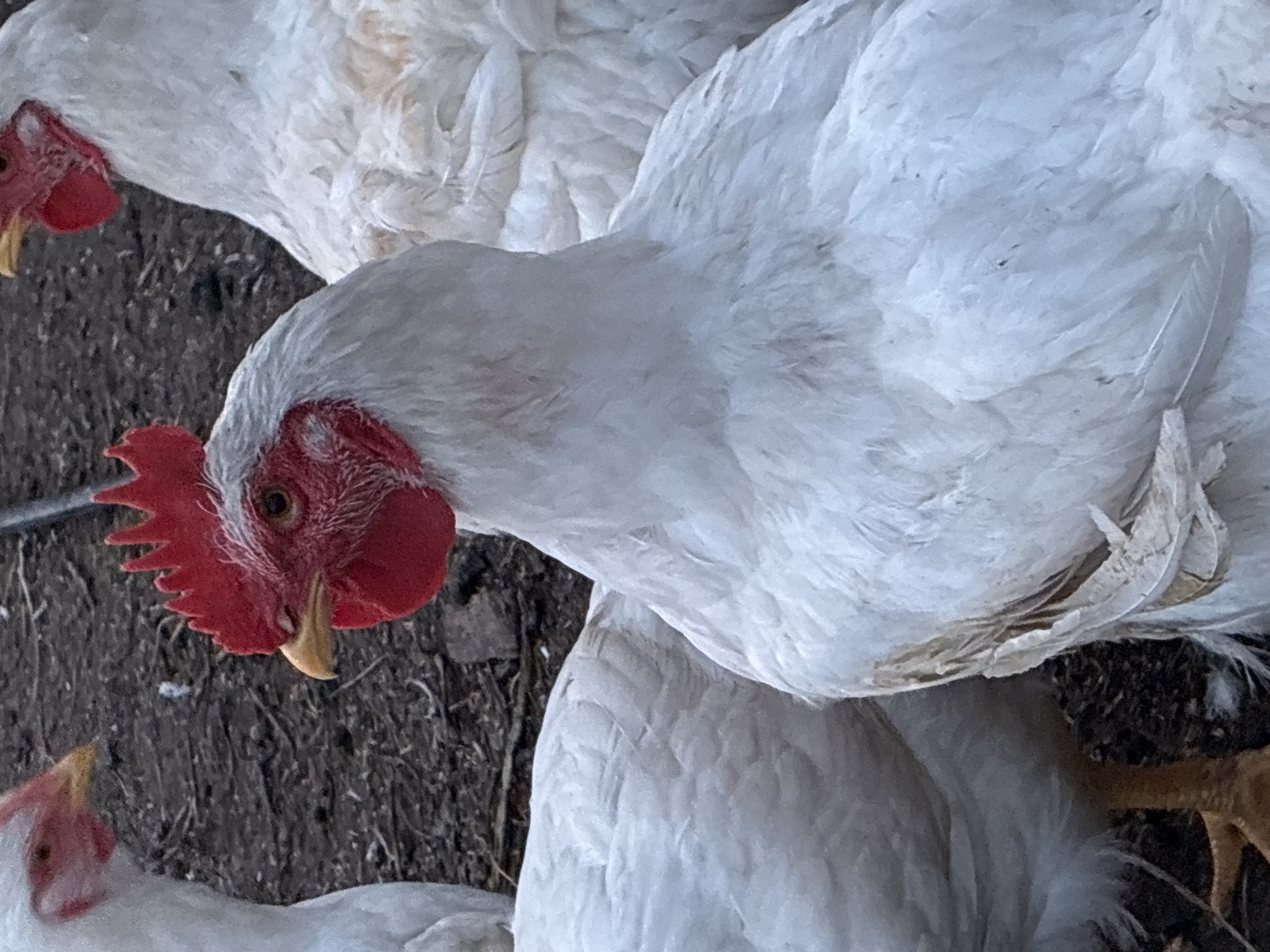 This media file features a close-up, high-angle shot of several white chickens. The foreground is dominated by the head of one chicken, looking down and to the left. Its red comb is prominent, as is its yellow beak and its dark eye. The chicken's white feathers are detailed, with some appearing slightly ruffled. Another chicken's head, also white with a red comb, is partially visible in the bottom left corner. In the background, more white chickens are present, their bodies and feathers blurring into the scene. The ground beneath the chickens appears to be dark soil or dirt, with some dry, straw-like material scattered around. The lighting suggests it is daytime, but there are no strong shadows indicating a specific time. The overall impression is of chickens in an outdoor, perhaps farmyard or coop, setting in Totskoye, Russia. There is no visible text in the image. The focus is entirely on the chickens and their immediate surroundings.
