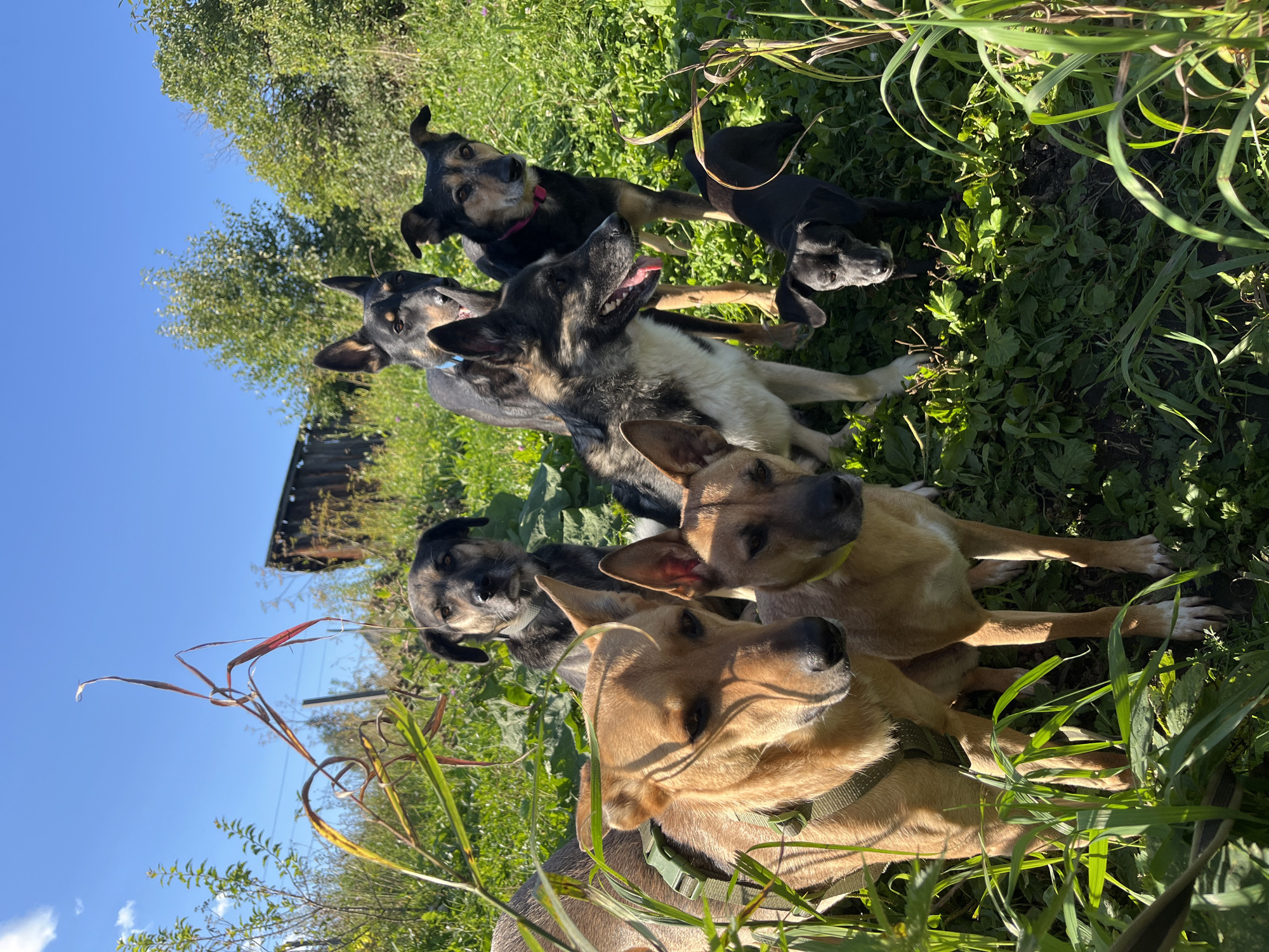 A group of seven dogs, varying in size and breed, are gathered outdoors in a grassy area with some vegetation and a wooden structure in the background. The sky is clear and blue, indicating a sunny day. The dogs appear to be in a relaxed state, with some looking towards the camera and others looking in different directions. The environment suggests a rural or semi-rural setting, possibly on the outskirts of a city like Nizhny Tagil, Russia. There are no people visible in the image. The scene is a snapshot of a moment with these animals in their natural environment.