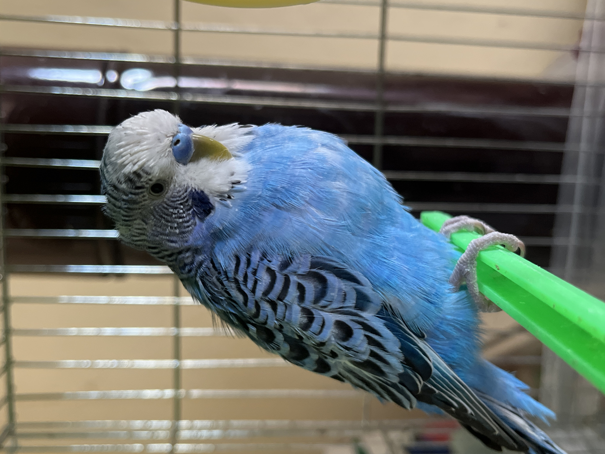 A close-up shot features a blue parakeet perched on a green plastic bar inside a cage. The bird has a white head and dark, zebra-striped feathers on its lower body. Its yellow beak is visible, along with its blue cere. The background is blurred, showing parts of the cage and an indeterminate wall. The location is unknown, and there is no indication this photo was taken in Shumen, Bulgaria.