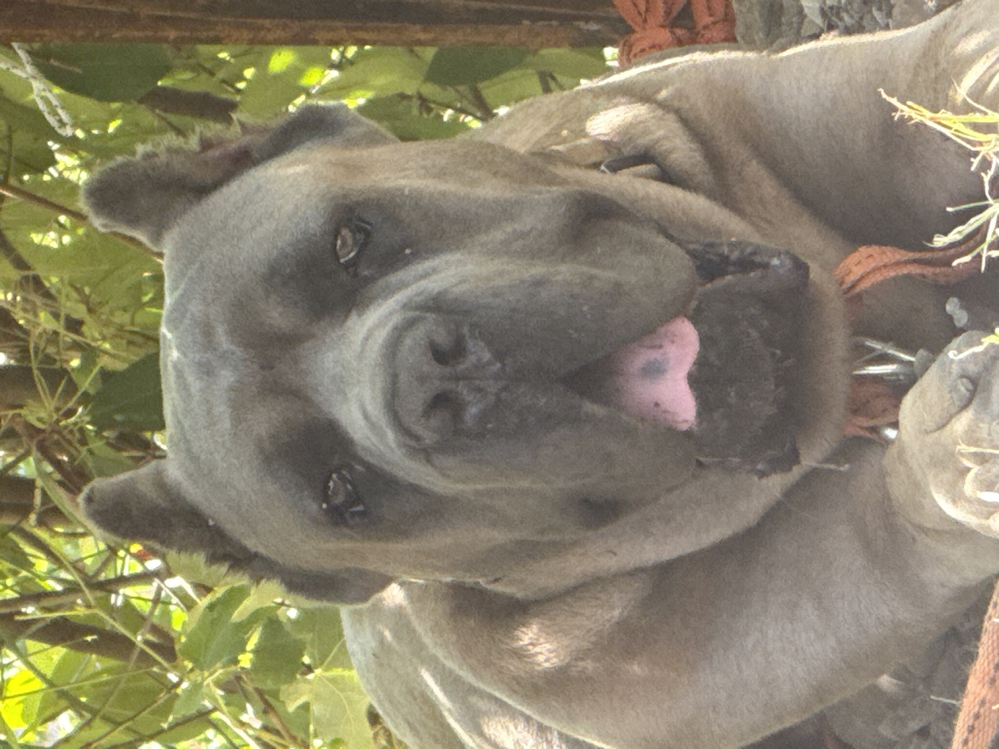 A close-up shot shows a grey dog, likely a Cane Corso, lying down outdoors. The dog's head and upper body are visible, with its mouth open and tongue, which is pink, protruding. The dog is wearing an orange collar. The background consists of green foliage and brown tree branches, suggesting a natural, possibly rural setting. The lighting indicates it is daytime, with sunlight filtering through the leaves, creating dappled shadows on the dog's fur. The ground beneath the dog appears to be dirt and possibly some rocks. There are no people or other animals visible in the frame. The dog's expression is relaxed, with its eyes looking slightly upwards.