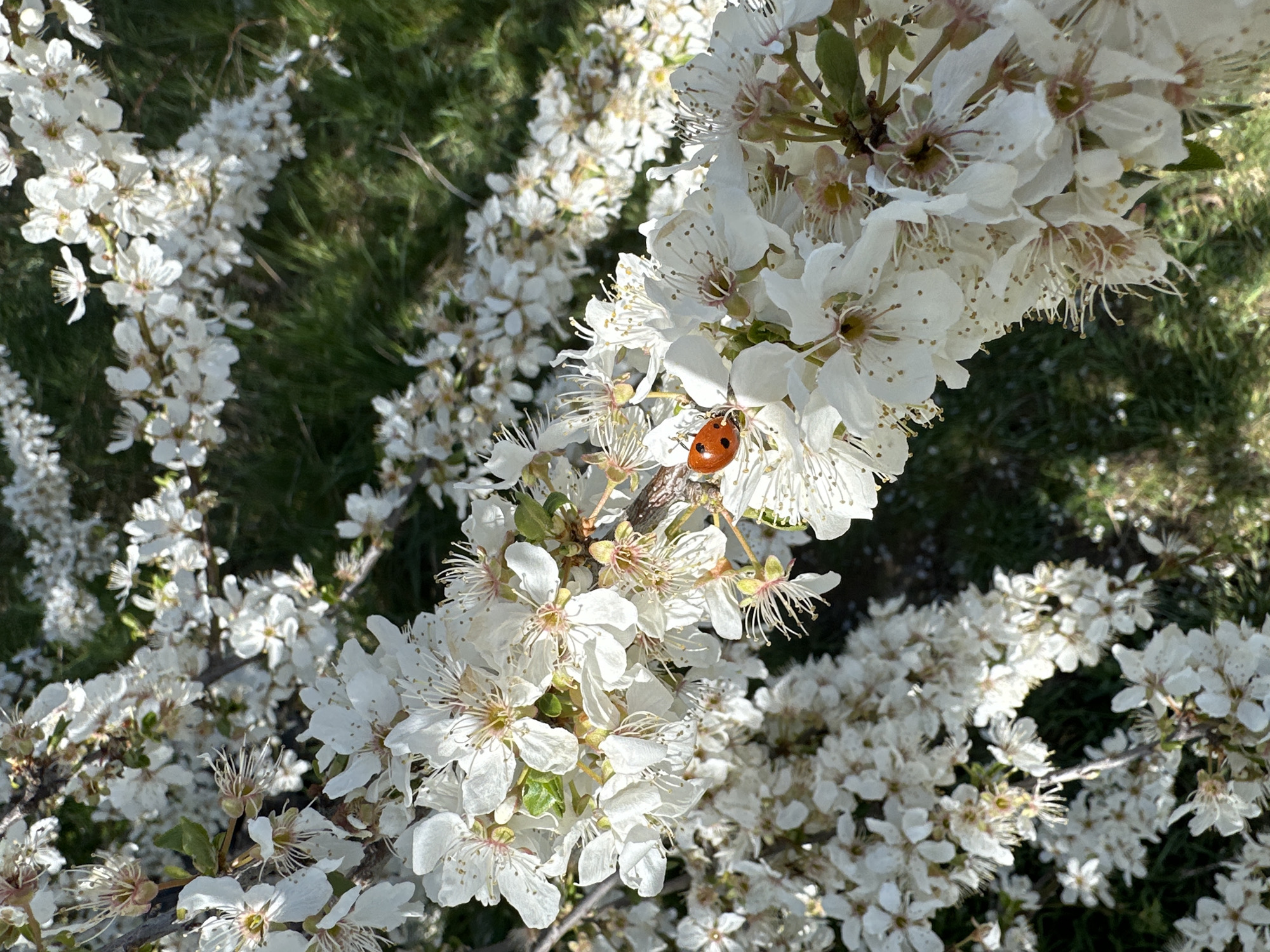 The image shows a close-up of a flowering tree branch, densely covered with small white blossoms. A ladybug with orange wing casings and black spots is perched on the branch amidst the flowers. The background includes foliage that is out of focus. The location is Sofia, Bulgaria.