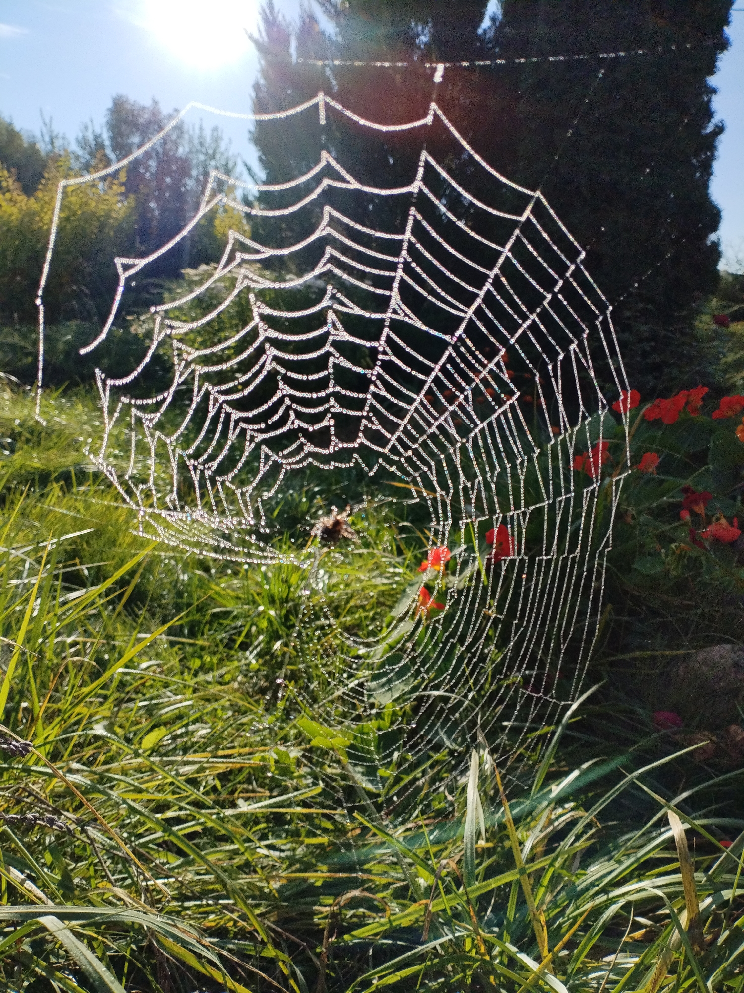 A dew-covered spider web hangs in the morning sunlight, suspended between blades of green grass and a cluster of red flowers. The web's intricate design is highlighted by the tiny water droplets clinging to its silk threads, creating a shimmering effect. In the background, lush green foliage and the dark silhouettes of trees are visible against a bright blue sky with the sun shining through. The location is Bialynichy, Belarus.