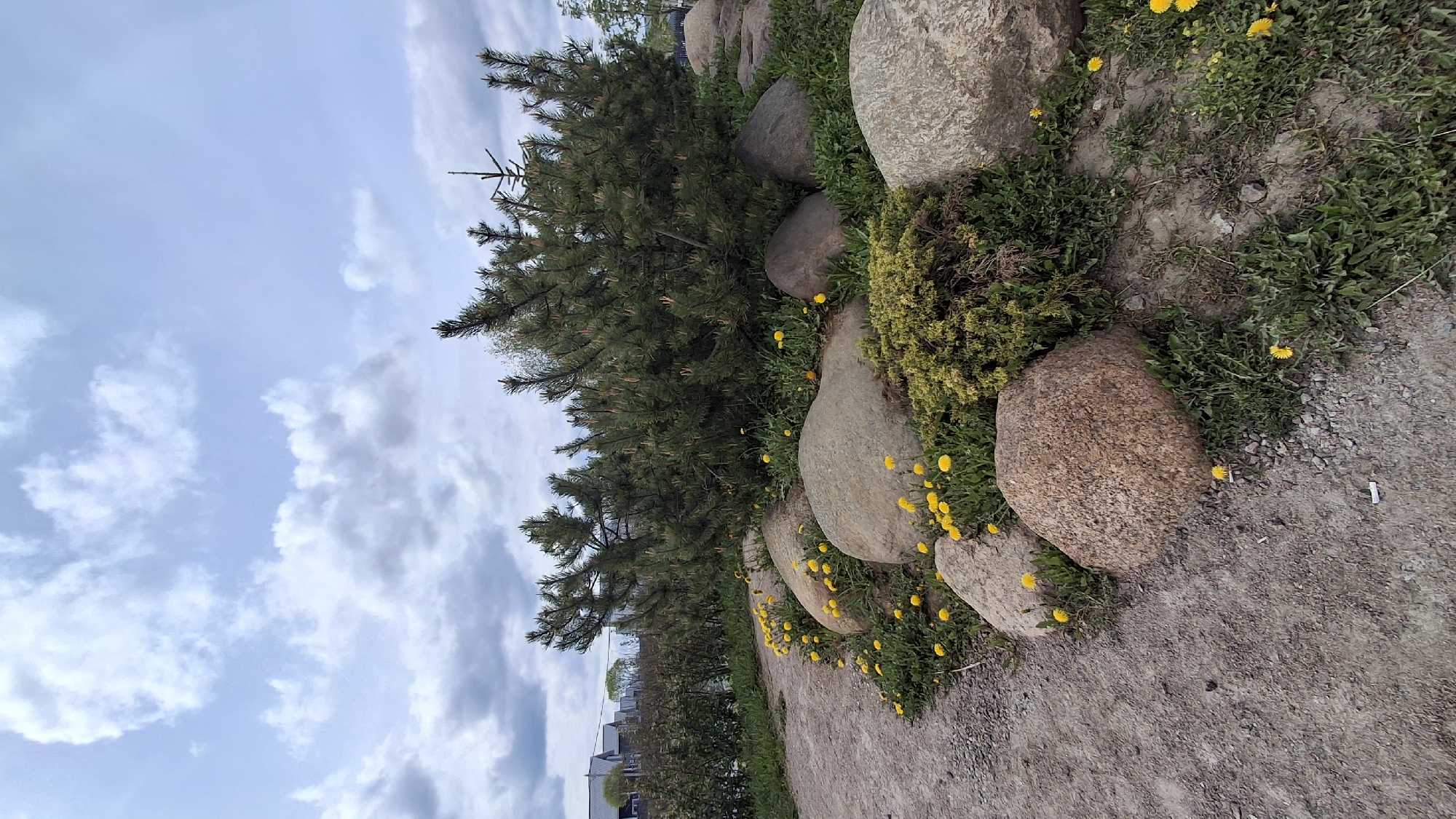 The image depicts a landscape in Rappolovo, Russia, featuring a row of large, smooth stones lining a dirt path. A young pine tree grows alongside the stones, with scattered yellow dandelions blooming around their bases. Green vegetation covers the ground between and around the stones. The sky is visible, filled with a mix of light blue and white, with clouds scattered across the frame. In the background, there are glimpses of residential buildings and greenery. A discarded cigarette butt lies on the ground near the path.