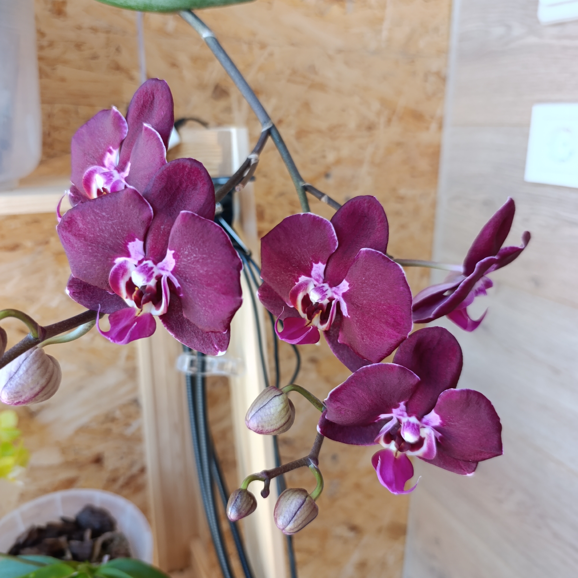 The image shows a stem of dark purple orchids with white and magenta accents. The orchids are in bloom, with several buds yet to open. The background is a wood-paneled wall with a hint of gray in the upper-right. There's also a glimpse of a pot with plant matter and some vertical black objects. The exact location of the image in Марковский, Russia cannot be determined from the provided details.