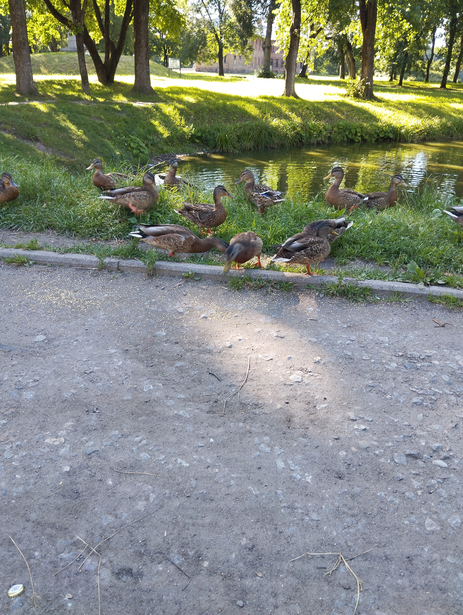 A group of mallard ducks are gathered on the grassy bank of a narrow, calm body of water, likely a canal or slow-moving river. The ducks are predominantly brown and grey with some iridescent green on their heads. Some are standing, some are bending down to peck at seeds scattered on the ground, and others are partially submerged in the grass. The area appears to be a park with mature trees casting shadows on the grass. In the background, a building with reddish brickwork is visible through the trees, possibly a historical structure. The ground in the foreground is a gravelly, dirt path. The scene depicts a peaceful, natural setting within an urban or semi-urban environment. This scene is located in Kingisepp, Russia, likely in a park or recreational area bordering the Pena River.
