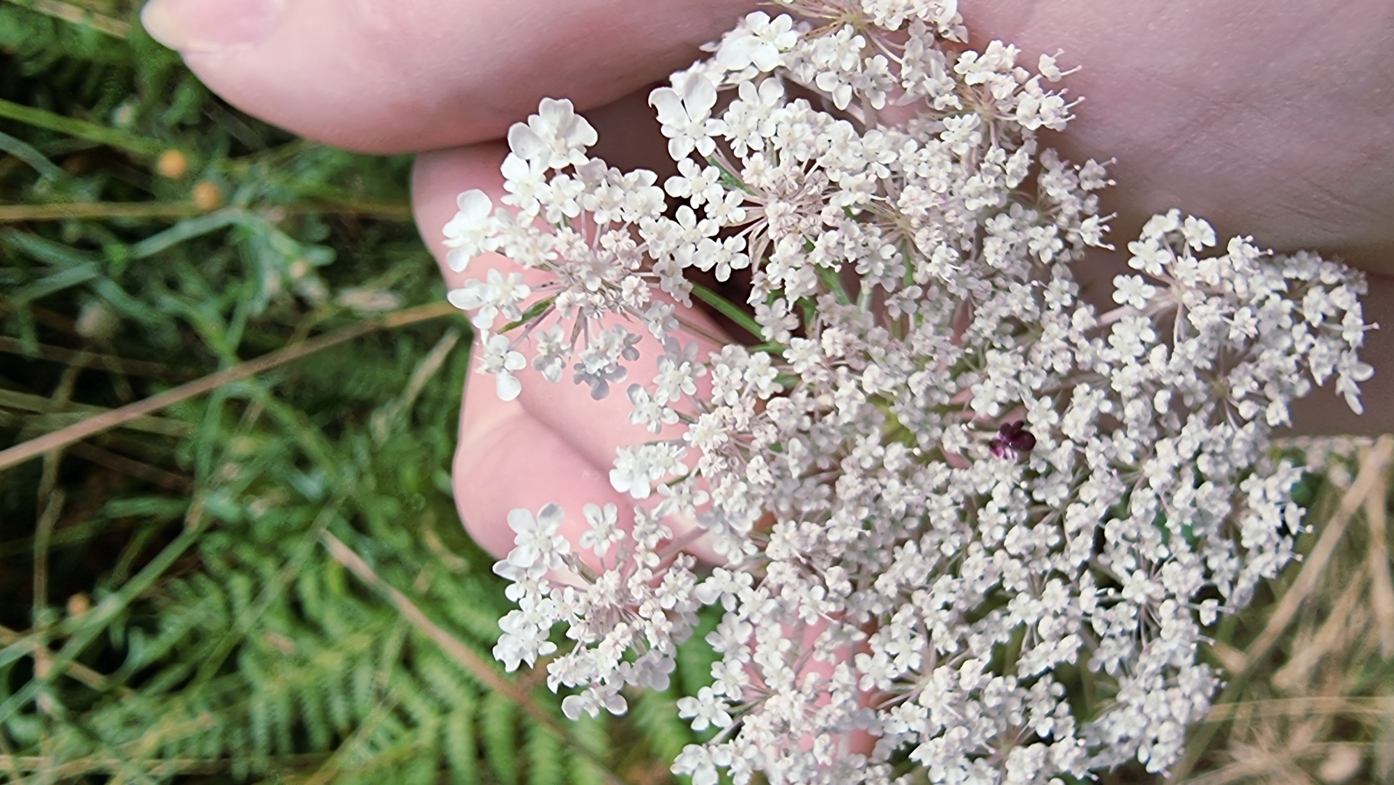 A close-up shot shows a person's hand holding a cluster of small, delicate white flowers. The flowers are arranged in a dome-like shape, with many tiny blossoms opening from thin stems. The hand, with its light skin tone and manicured fingernail, gently cradles the flowers. In the background, out-of-focus green foliage and dry grass suggest an outdoor, natural setting, possibly a field or meadow. A tiny, dark purple flower is visible nestled within the white blooms. The scene appears to be in Les Planes d'Hostoles, Spain.