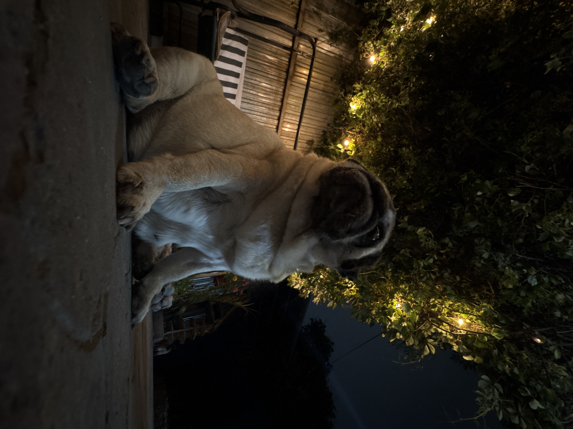 A pug dog sits on a paved surface in a dimly lit outdoor setting at night. String lights are visible, illuminating lush green foliage overhead. Behind the dog, a rustic fence made of corrugated metal runs horizontally, and a swing set with a striped cushion is positioned against it. The ground is dark and textured. The background is obscured by darkness, with hints of trees and structures visible in the distance. No people are present in the scene. The image appears to be taken from a low angle, emphasizing the dog and the overhead foliage. The location is identified as Almaty, Kazakhstan.