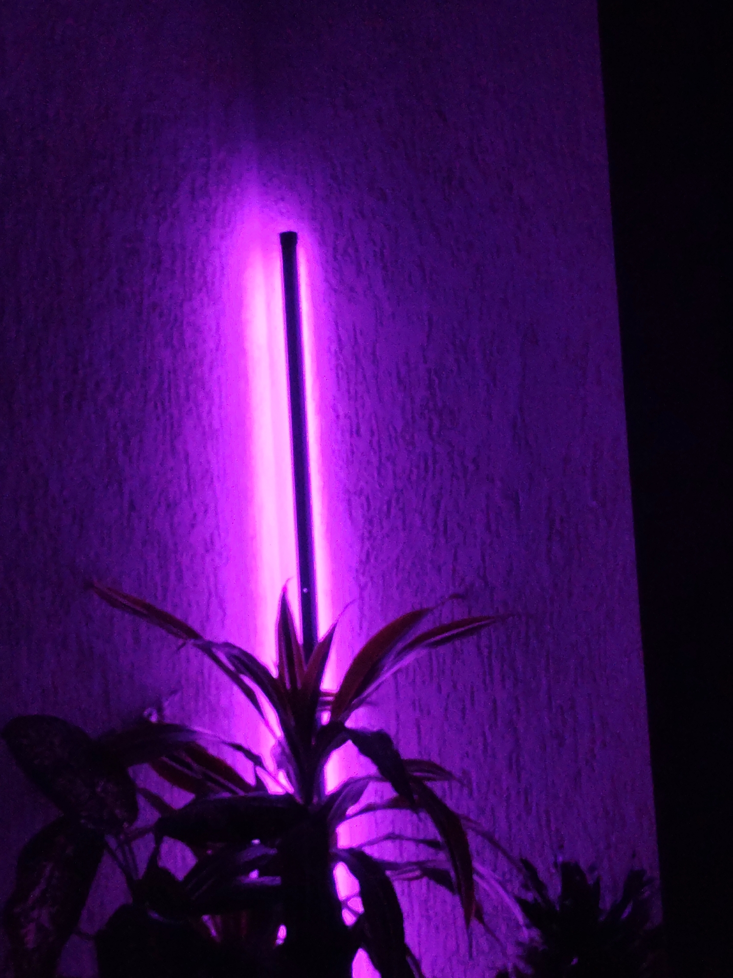 A purple glow illuminates the textured wall behind a houseplant. A slender, dark pole stands vertically amidst the glow, partially obscured by the plant. The right side of the image fades into a dark shadow. The specific location in Sveti Vlas, Bulgaria is undeterminable.