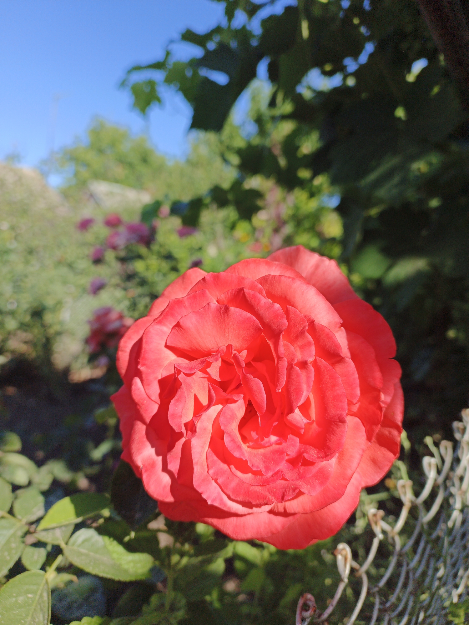 A bright red rose is in full bloom, positioned prominently in the foreground of the image. The rose has numerous layers of petals, with shadows and highlights emphasizing its velvety texture. Behind the rose, the background is softly blurred, showing green foliage and other indistinct pink flowers, suggesting a garden setting. A chain-link fence is visible to the right of the rose, also out of focus. The sky above is a clear, vibrant blue. The scene is outdoors, bathed in sunlight.