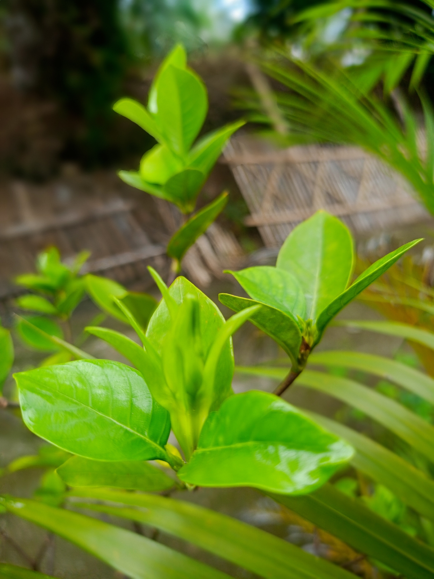 A close-up, outdoor photograph depicts lush green vegetation, likely gardenia leaves, in sharp focus. The leaves exhibit a glossy sheen, suggesting moisture from rain or dew. The background is blurred, revealing a structure constructed of woven bamboo or a similar material, and additional greenery, potentially palm fronds. The location is Buketteukuh, Indonesia. No people are visible. The primary subjects are the plant leaves. The actions are static, capturing the plant life in its natural environment. There are no interactions, just the inherent relationship between the plant and its surroundings. The environment appears to be tropical or subtropical, based on the foliage.